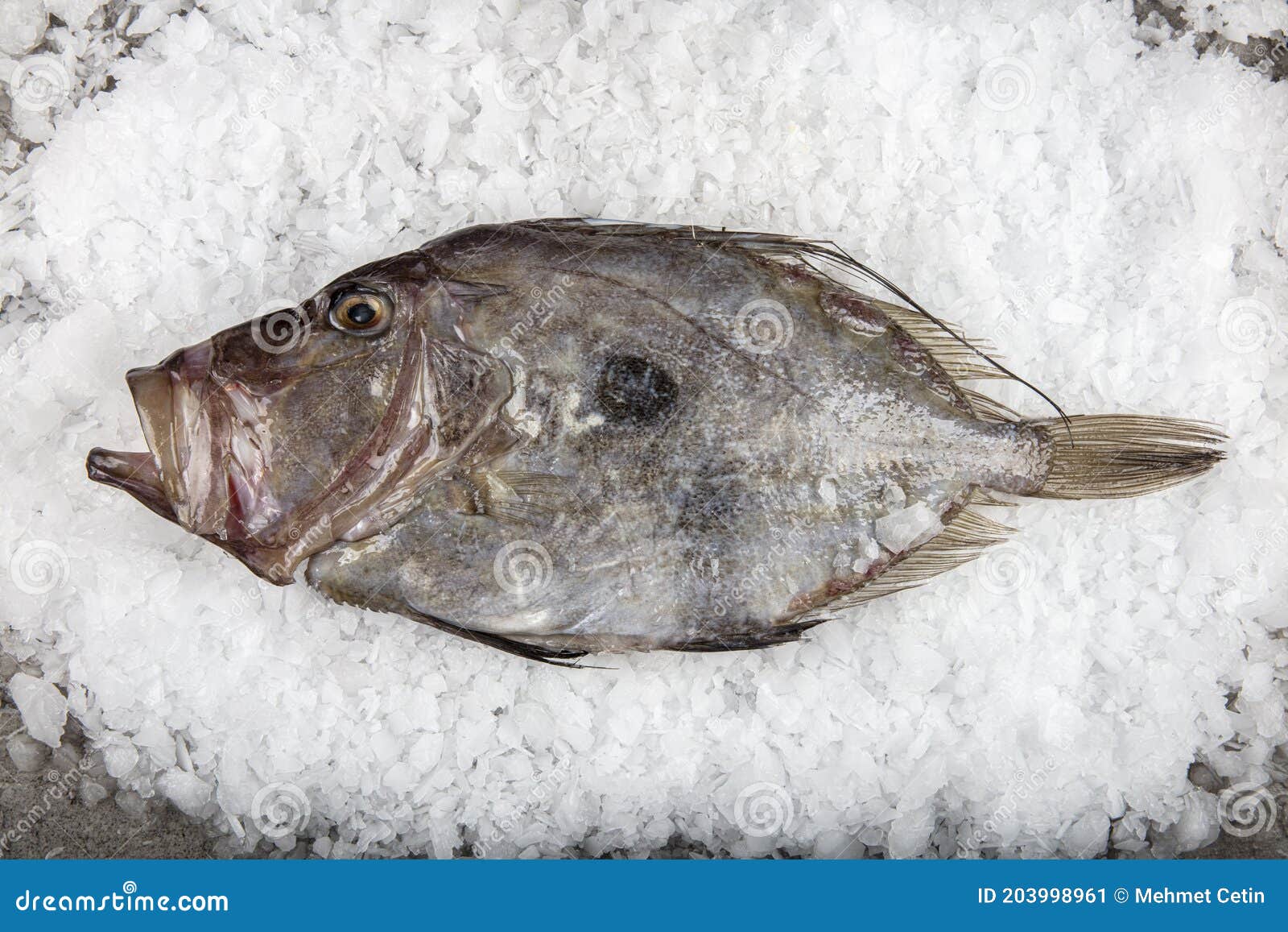 san pierre fish in front of on snowy counter in a store. organic seafood