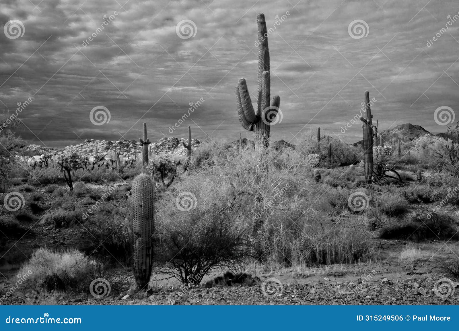 san tan mountains sonora desert arizona in monochrome