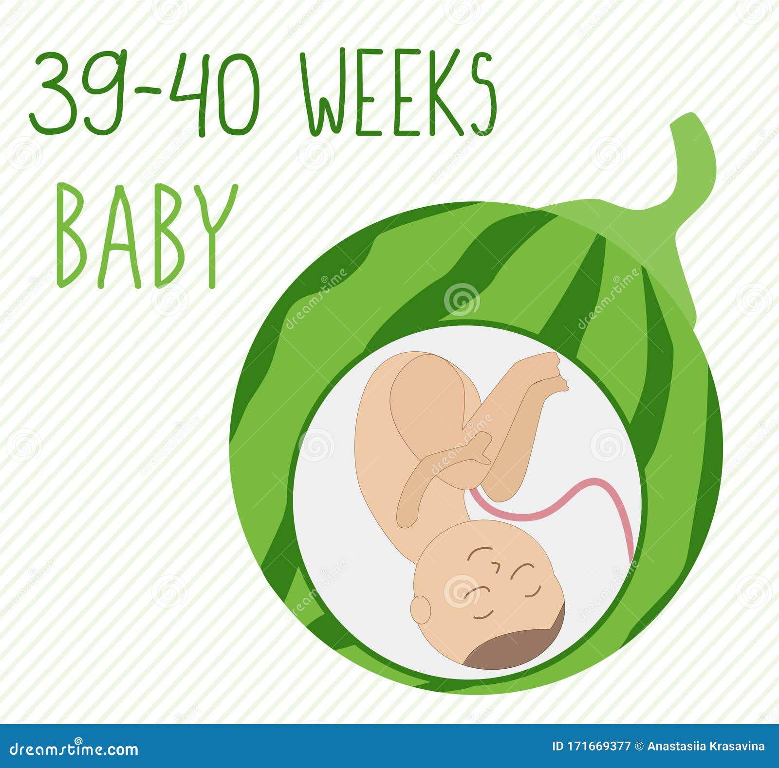 Sandía Desarrollo Del Tamaño Del Embrión Durante 39-40 Semanas Comparar Con Verduras Feto Dentro Del útero 9 Mes Stock de ilustración - de nacimiento, etapa: 171669377