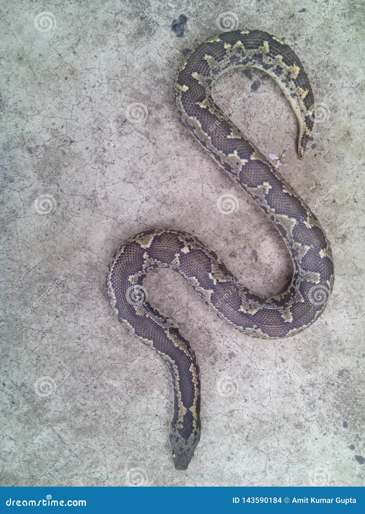 Sand Boa snake stock photo. Image of category, snake 143590184