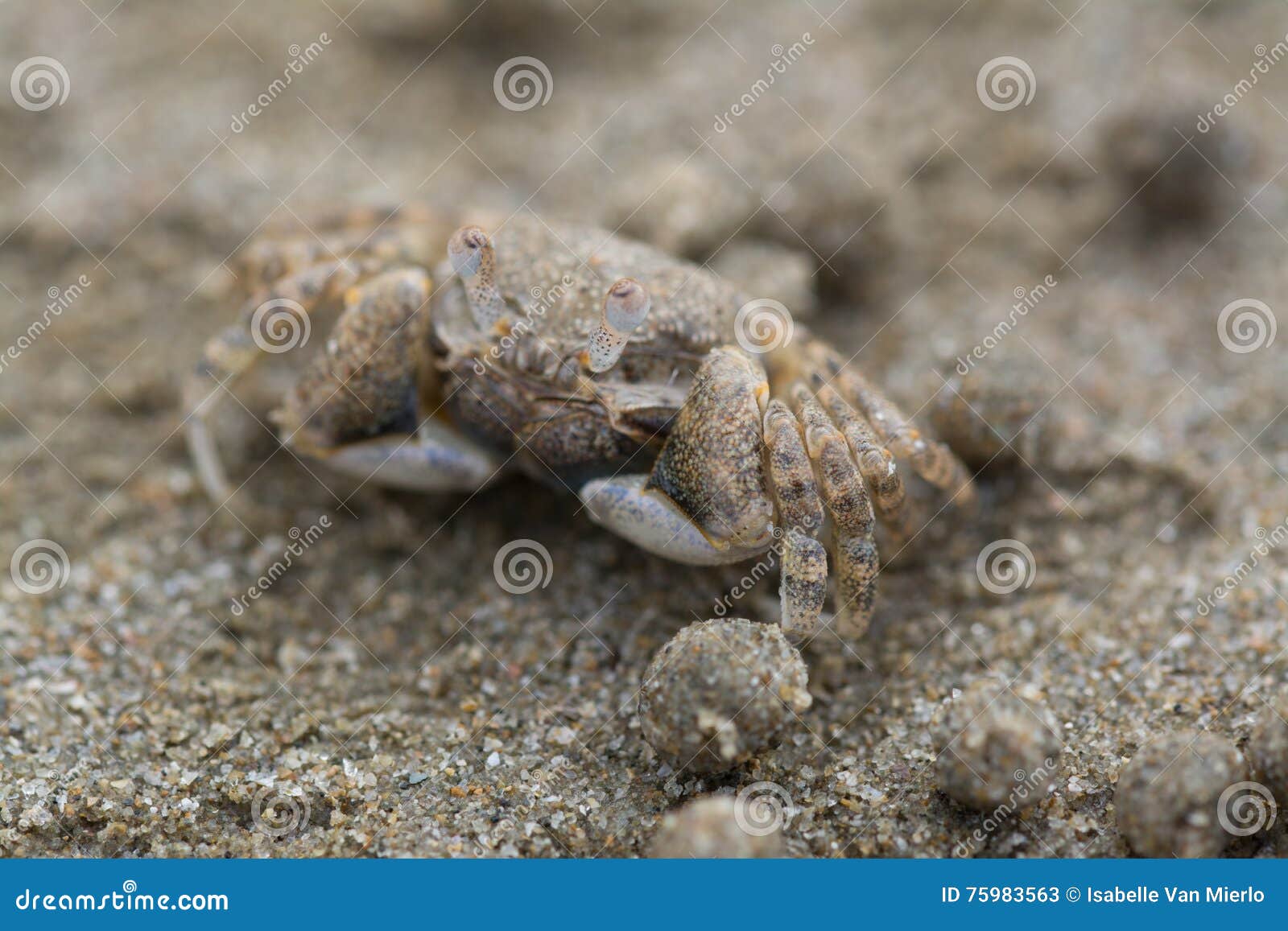 Sand Bubbler Crab stock image. Image of sand, eyes, queensland 75983563