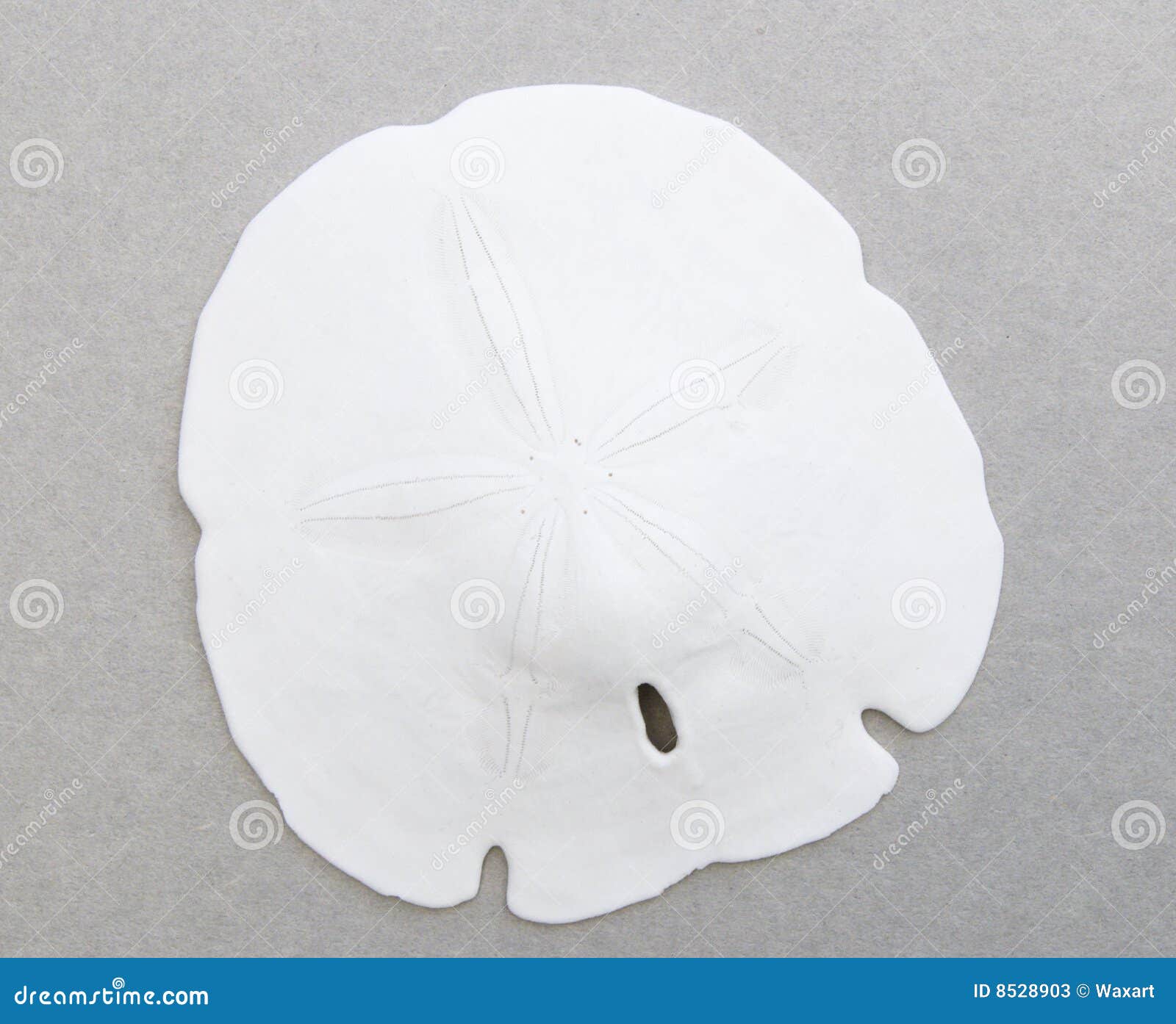 Sand dollar on gray stock image. Image of beach, star 8528903