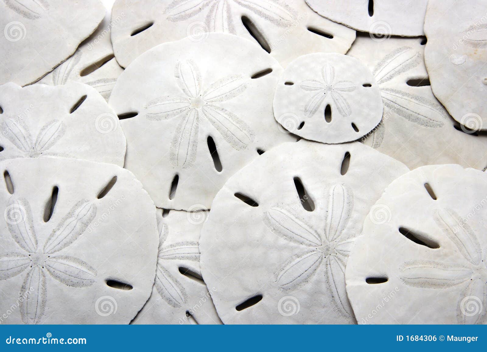 Sand Dollars stock photo. Image of background, dollar 1684306