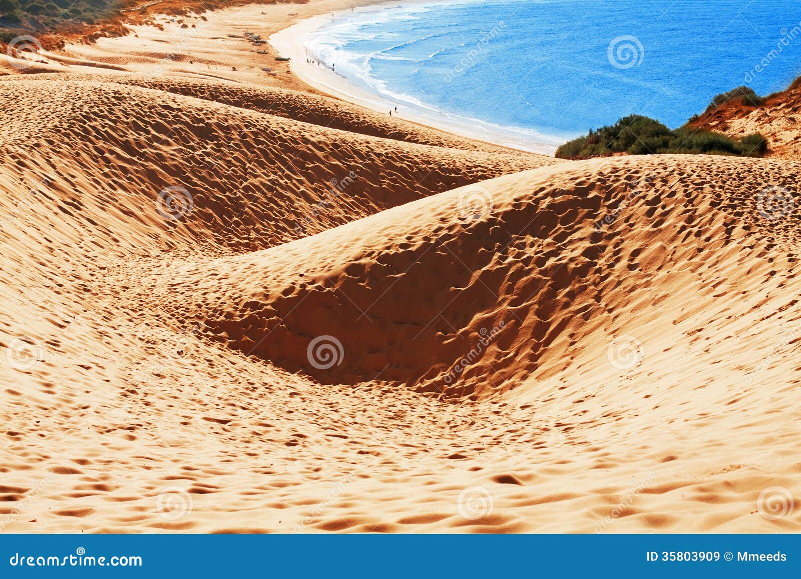 sand dune of bolonia beach, province cadiz, andalucia, spine