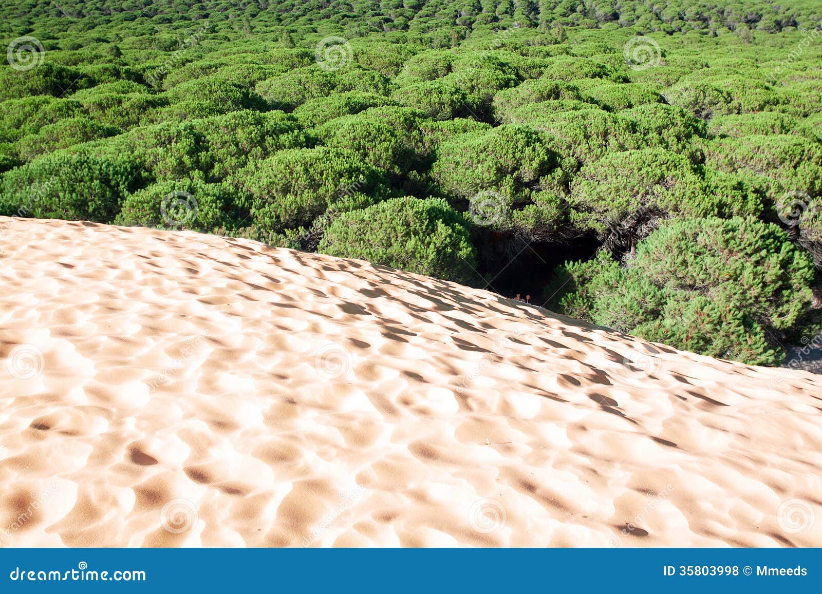 sand dune of bolonia beach, province cadiz, andalucia, spine