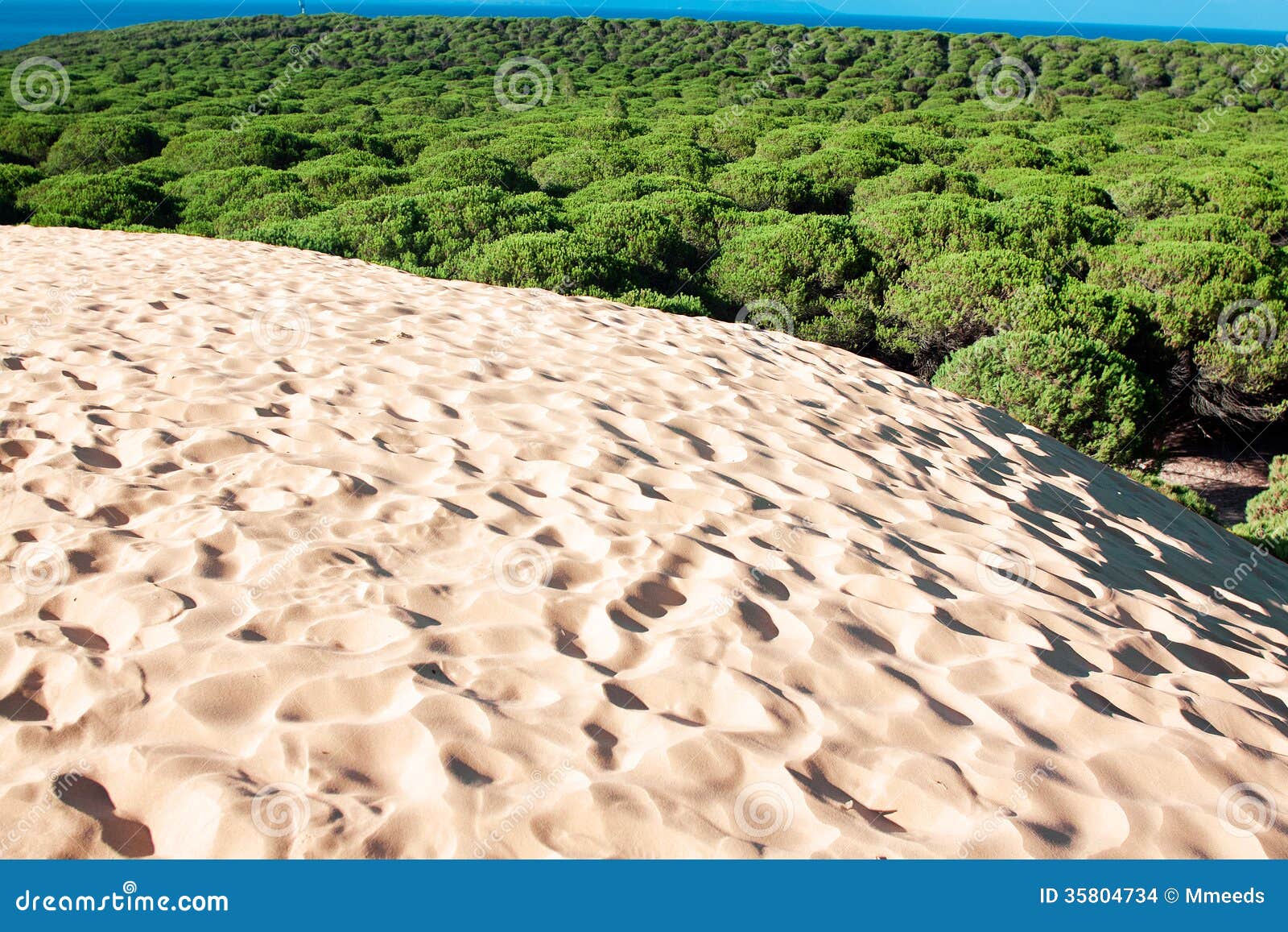 sand dune of bolonia beach, province cadiz, andalucia, spine