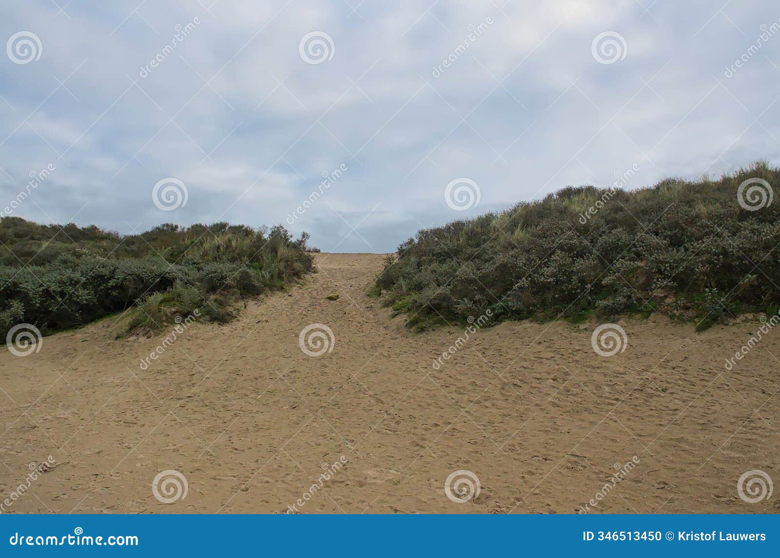 sand dune with green bushes under a cloudy sky along the belgian coast
