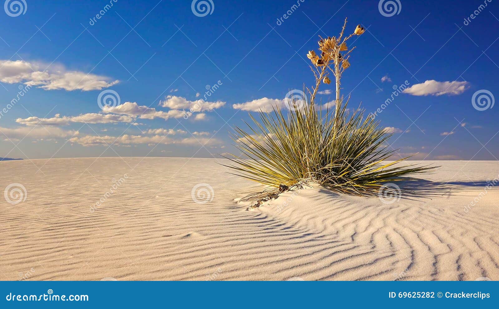 Yucca At White Sands National Monument 