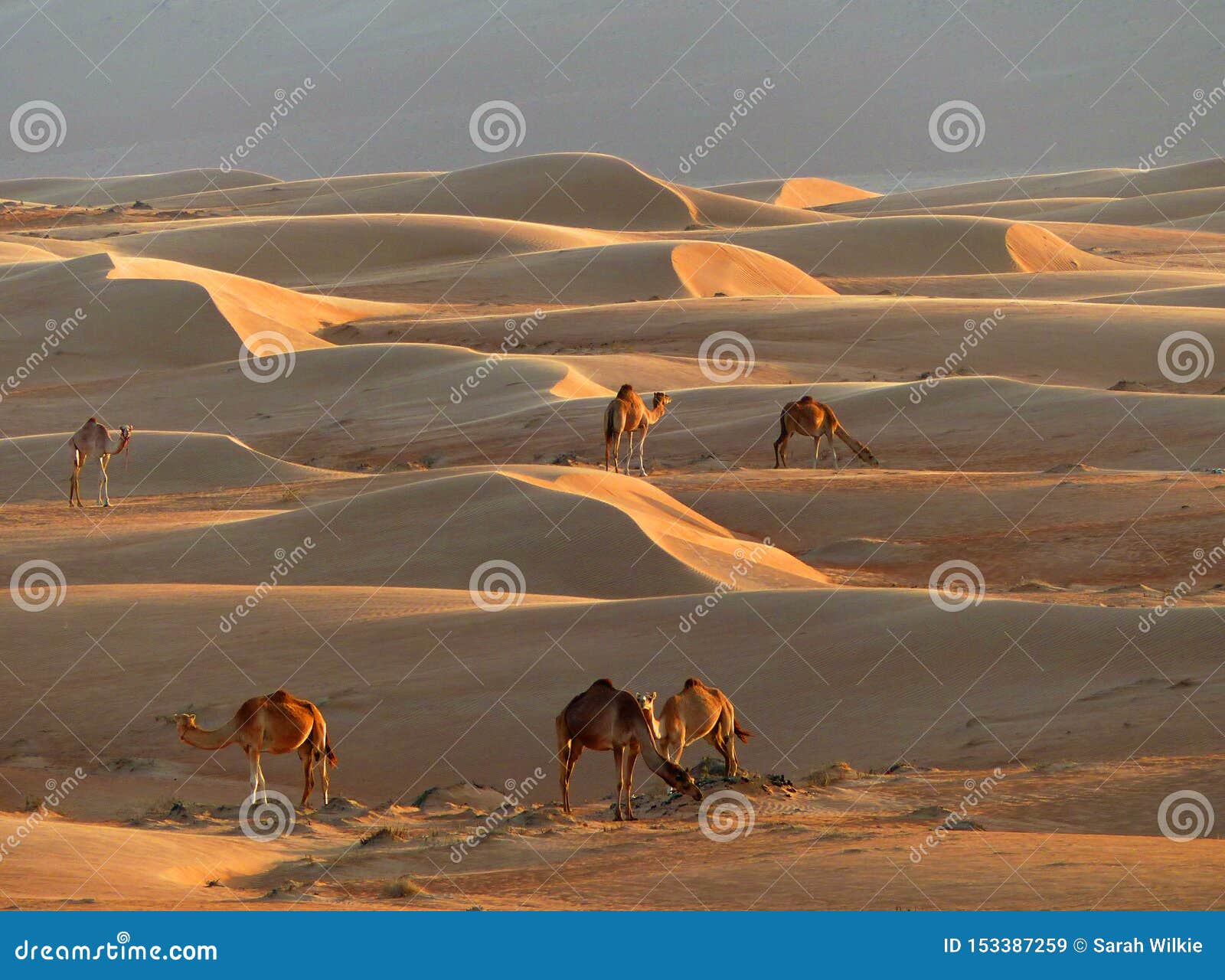 sand dunes and camels, wahiba sands, oman