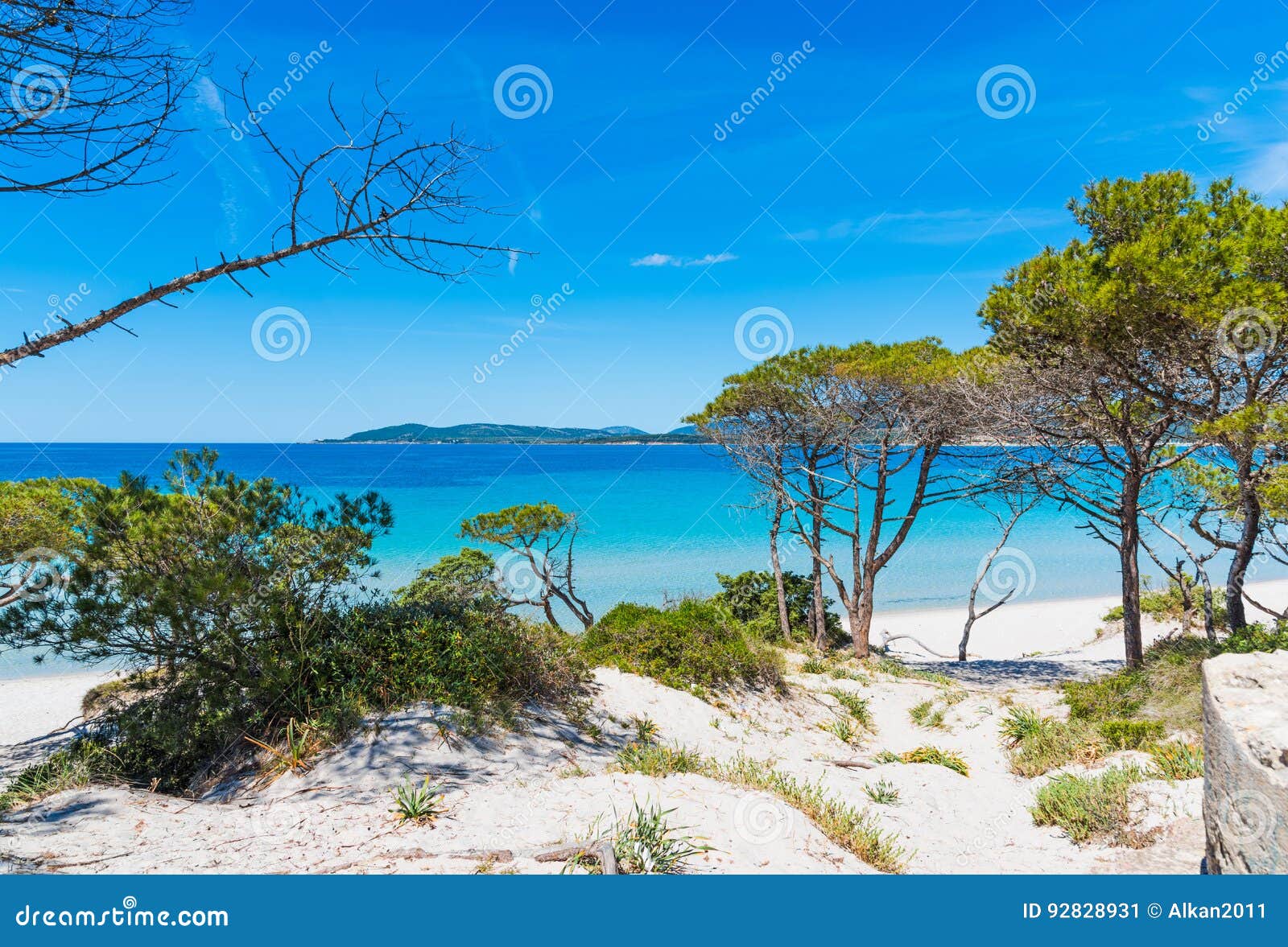 sand dunes and pine trees in maria pia beach