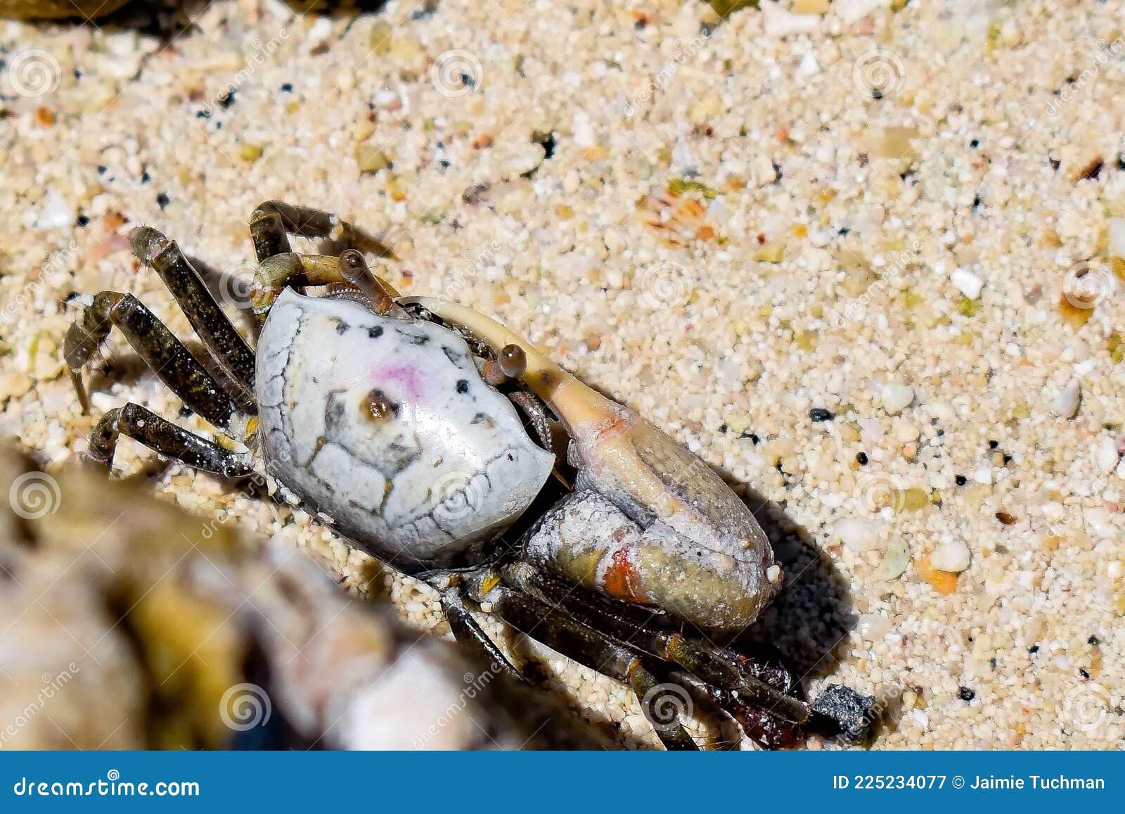 Sand Fiddler Crab Aka Uca Pugilato Stock Image - Image of claw