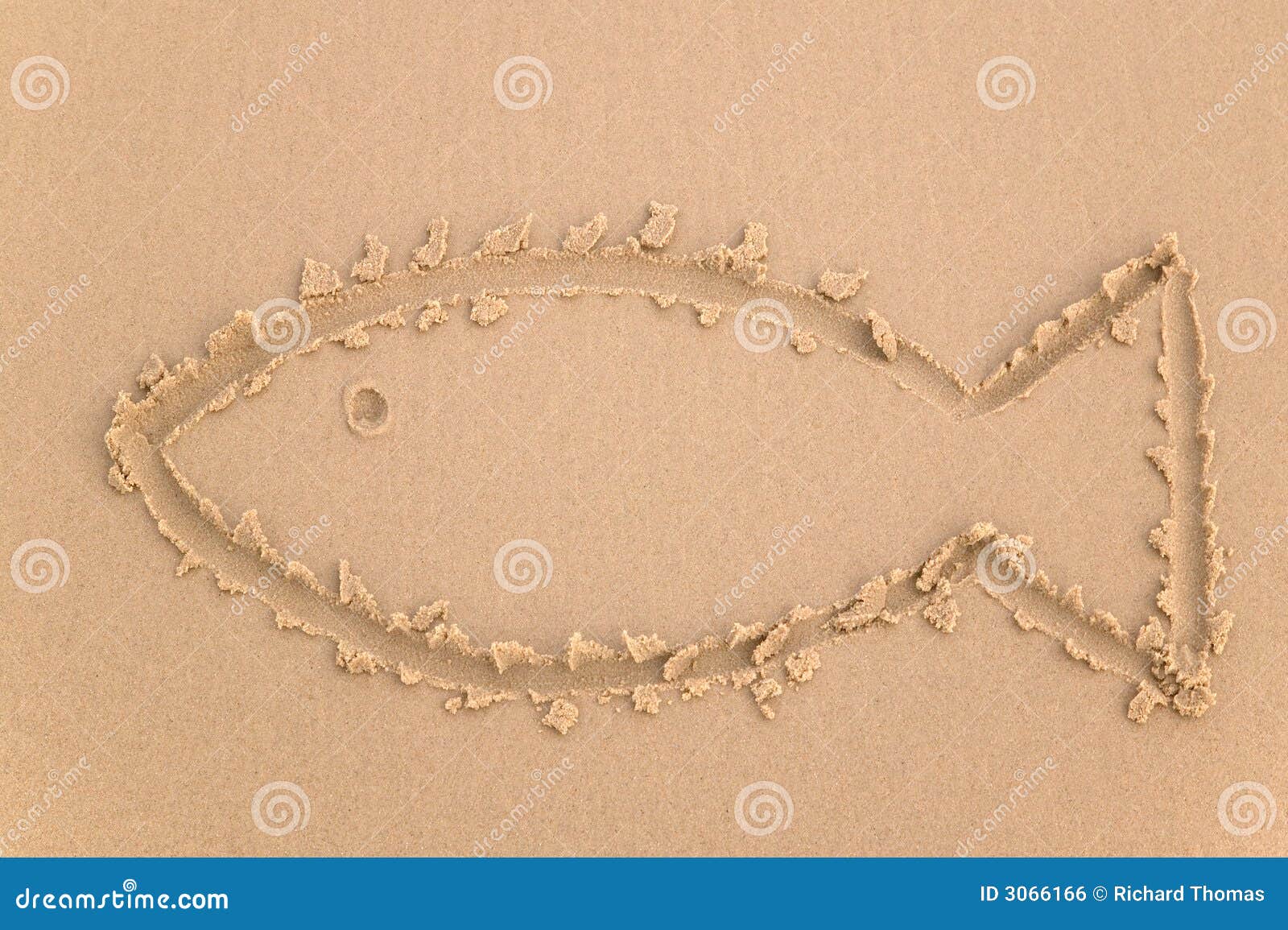 Sand fish stock photo. Image of coastal, simple, seafood 3066166