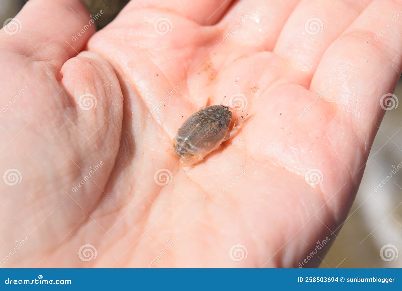 145 Sand Flea Stock Photos - Free & Royalty-Free Stock Photos from  Dreamstime