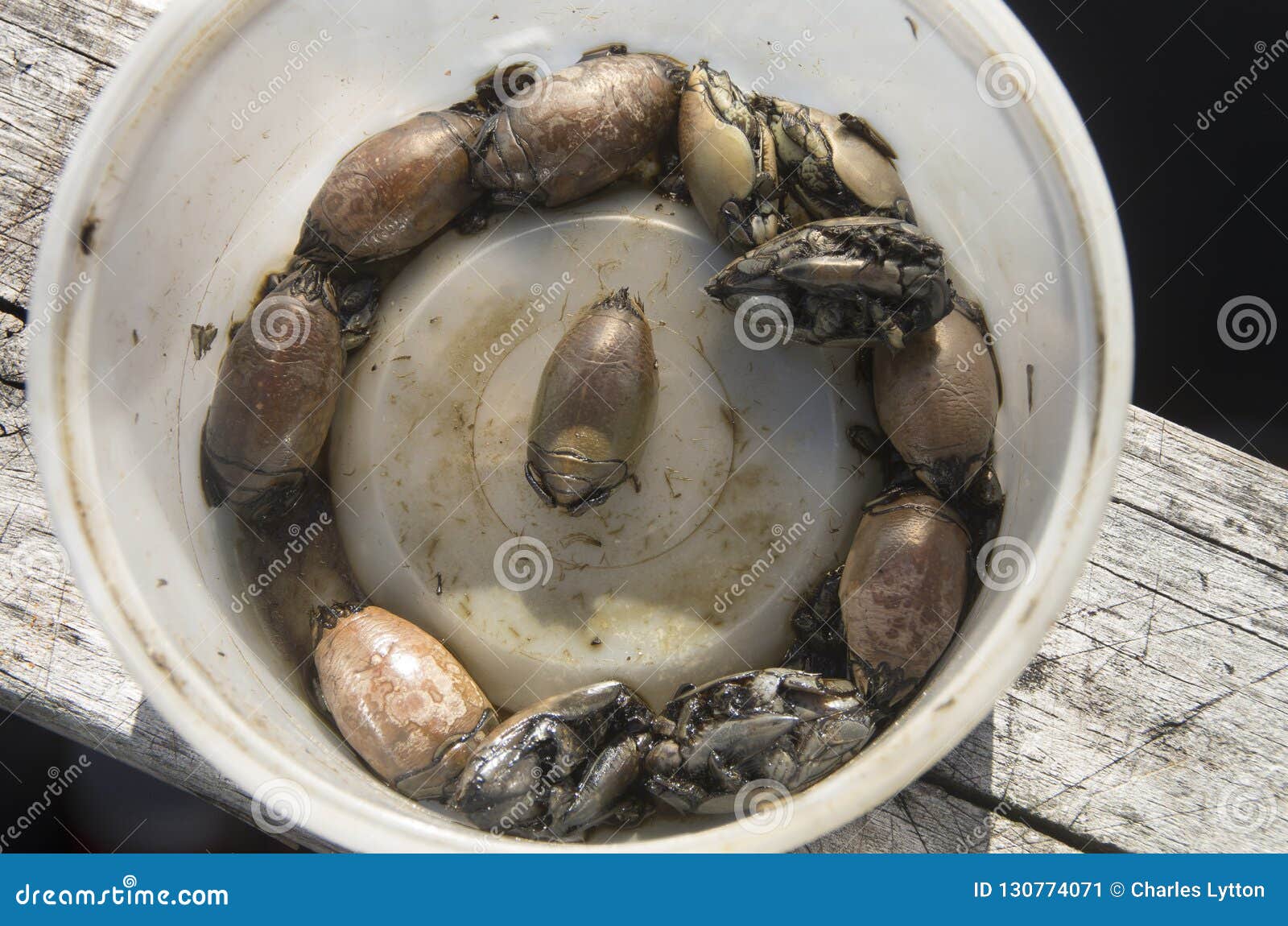 Sand Fleas Ready To Be Used for Bait Stock Image - Image of