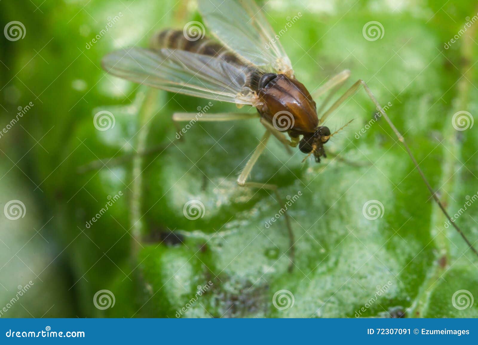 Sand Fly Gnat stock image. Image of wings, trunk, malaria 72307091