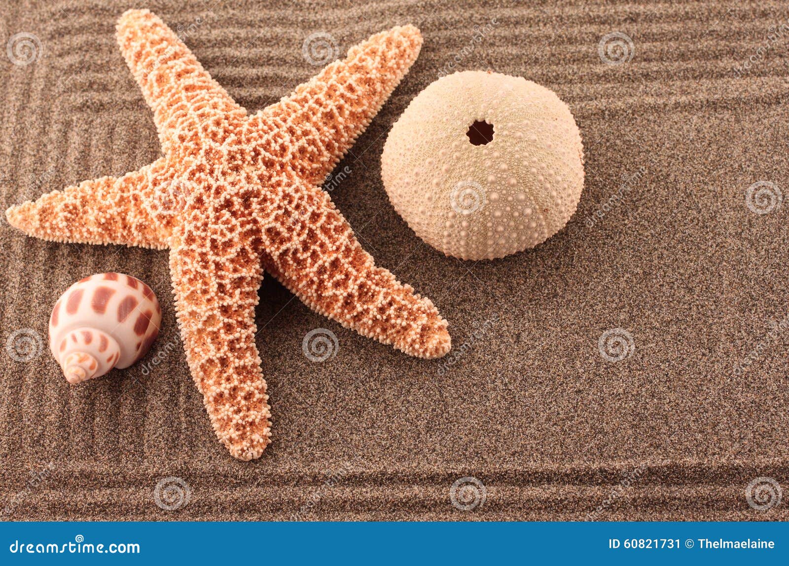 SandGarten Mit Starfish Und Seeigel Stockbild Bild von