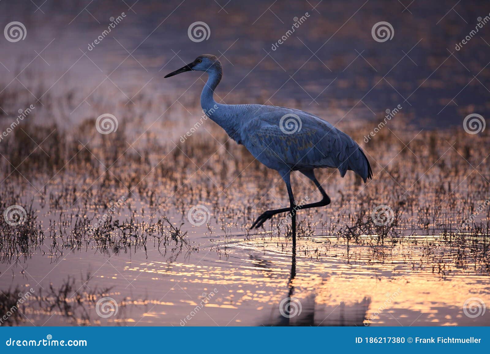 sand hill crane (grus canadensis) at bosque del apache national wildlife refuge,new mexico,usa