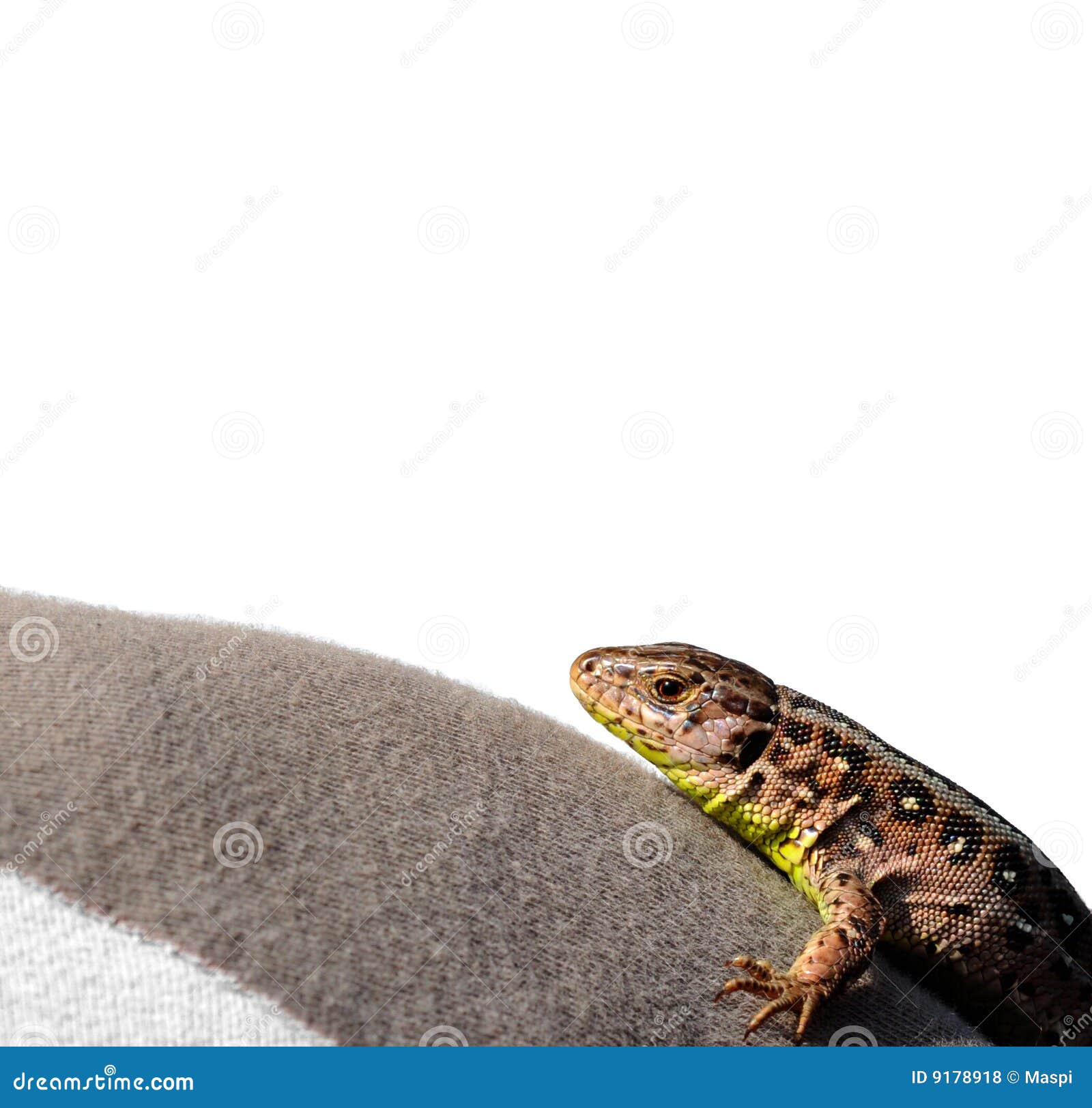 Sand lizard stock photo. Image of poikilotherm, lacerta 9178918