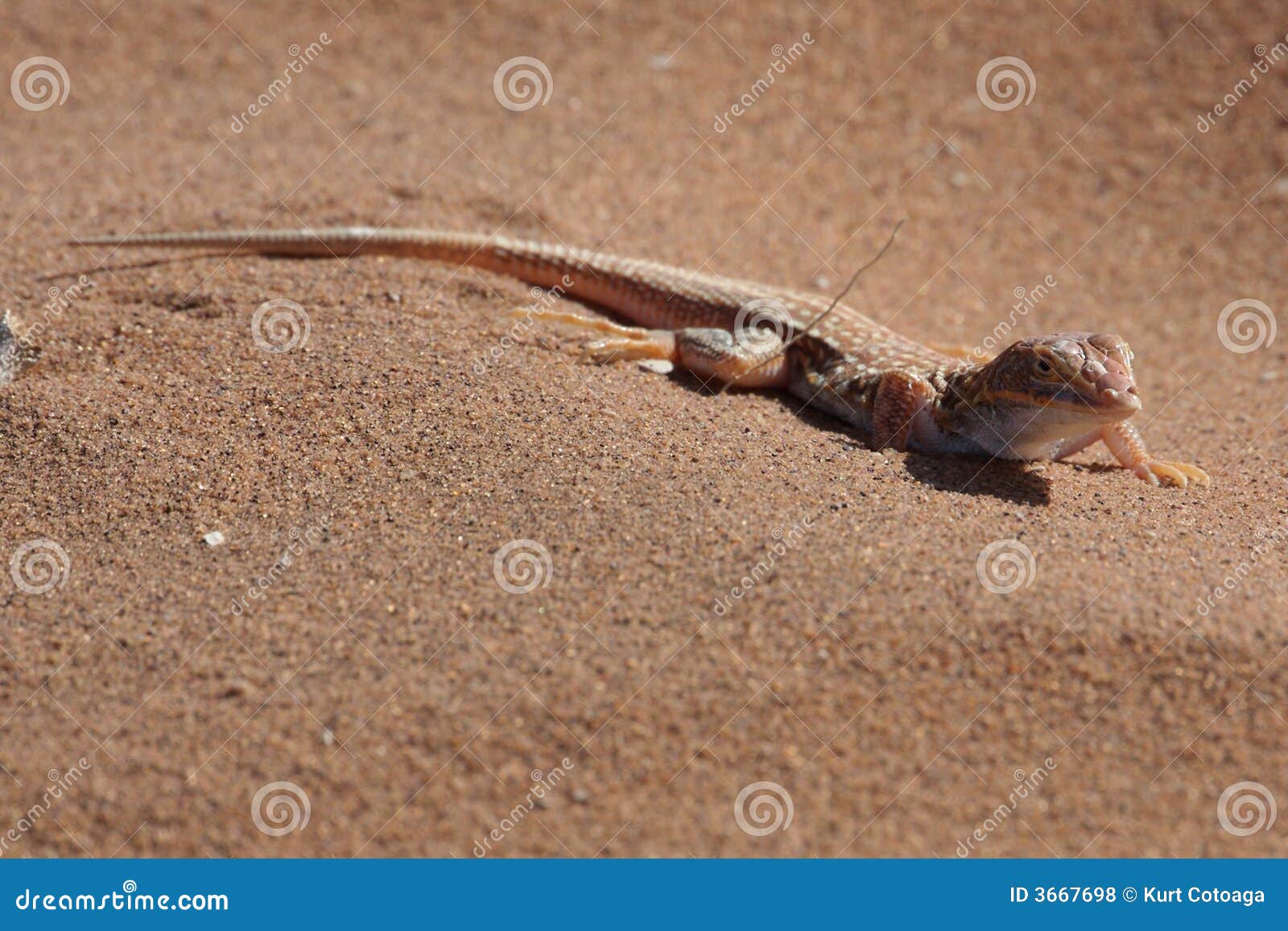 Sand Lizard (aporosaura) stock photo. Image of namibia 3667698