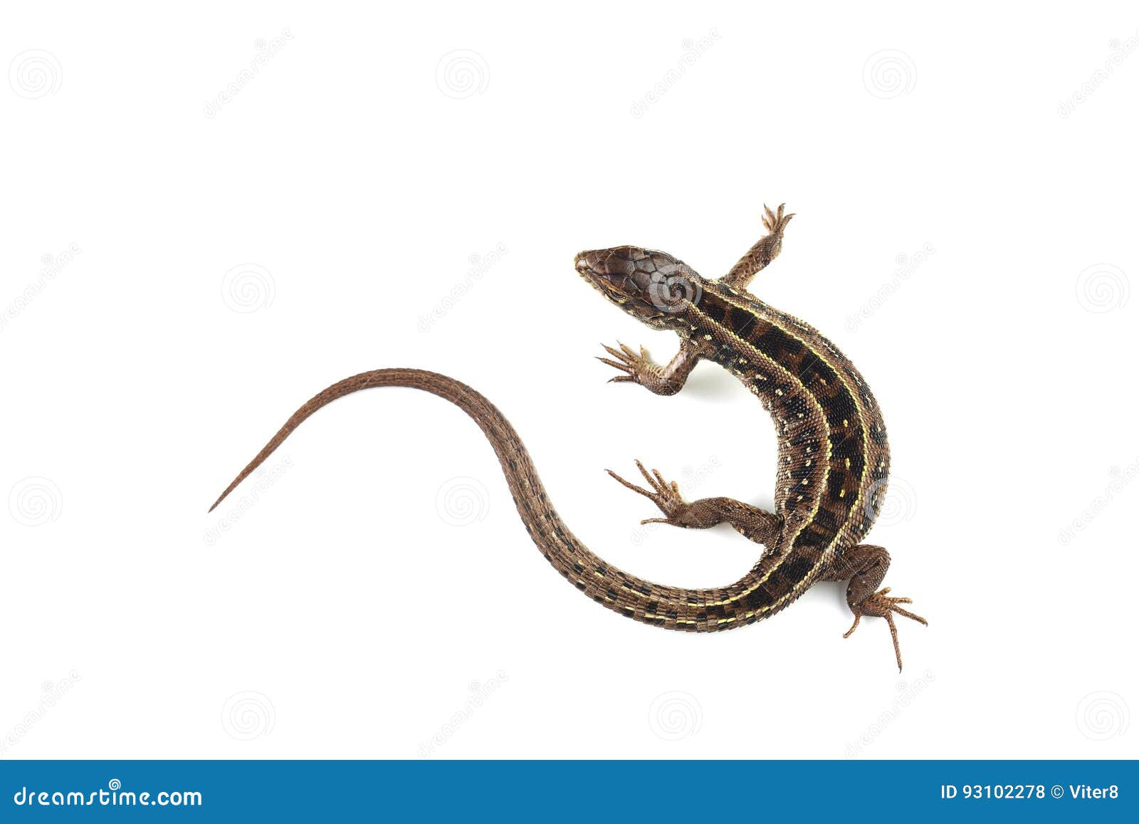 Sand Lizard Lacerta Agilis Isolated on White Stock Photo Image of