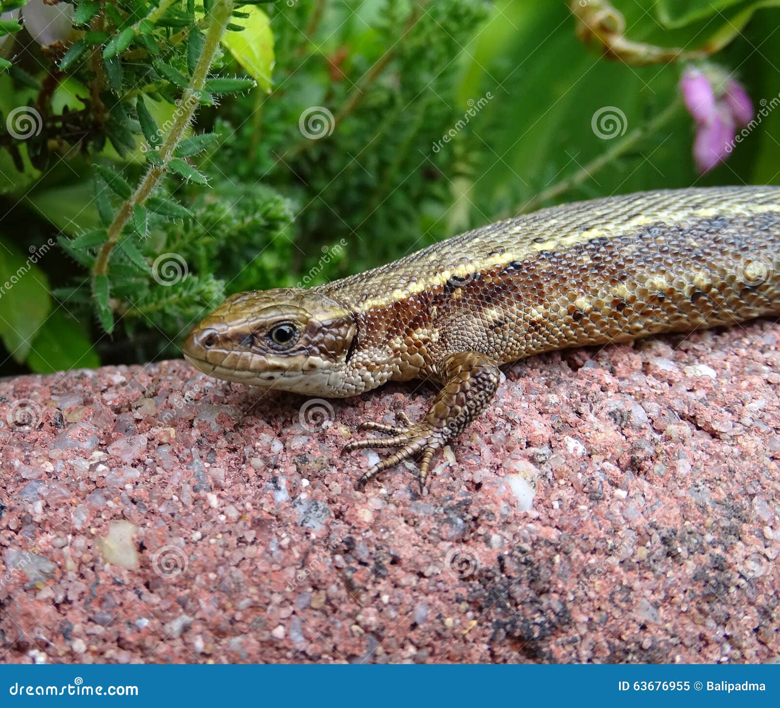 Sand Lizard Taking a Sun Bath Stock Image Image of toxic, blooded