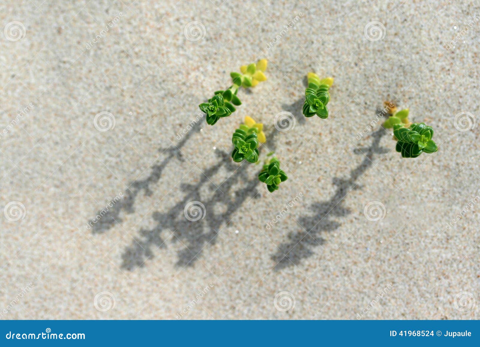 sand plants