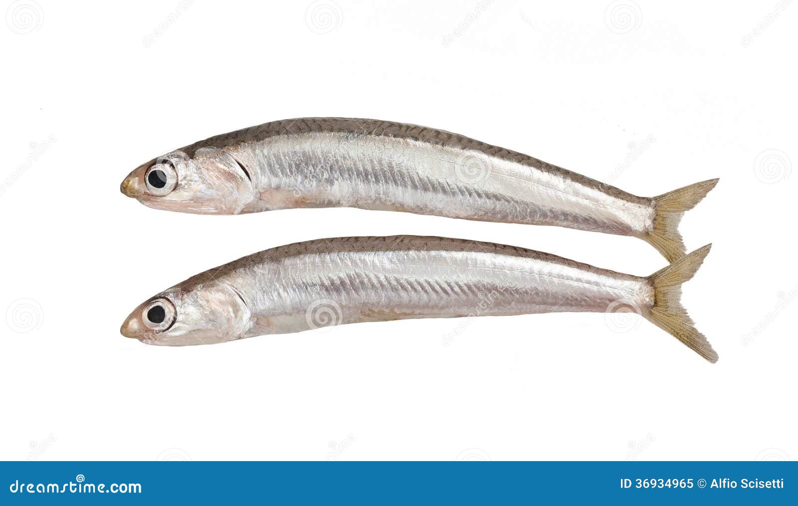 Sand smelts stock image. Image of anchovies, bleak, maritime 36934965