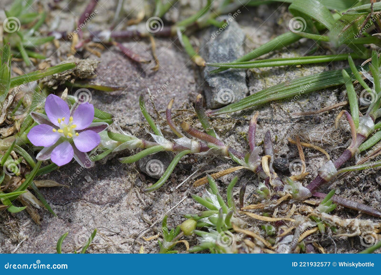 Spergularia Rubra Stock Photos - Free & Royalty-Free Stock Photos