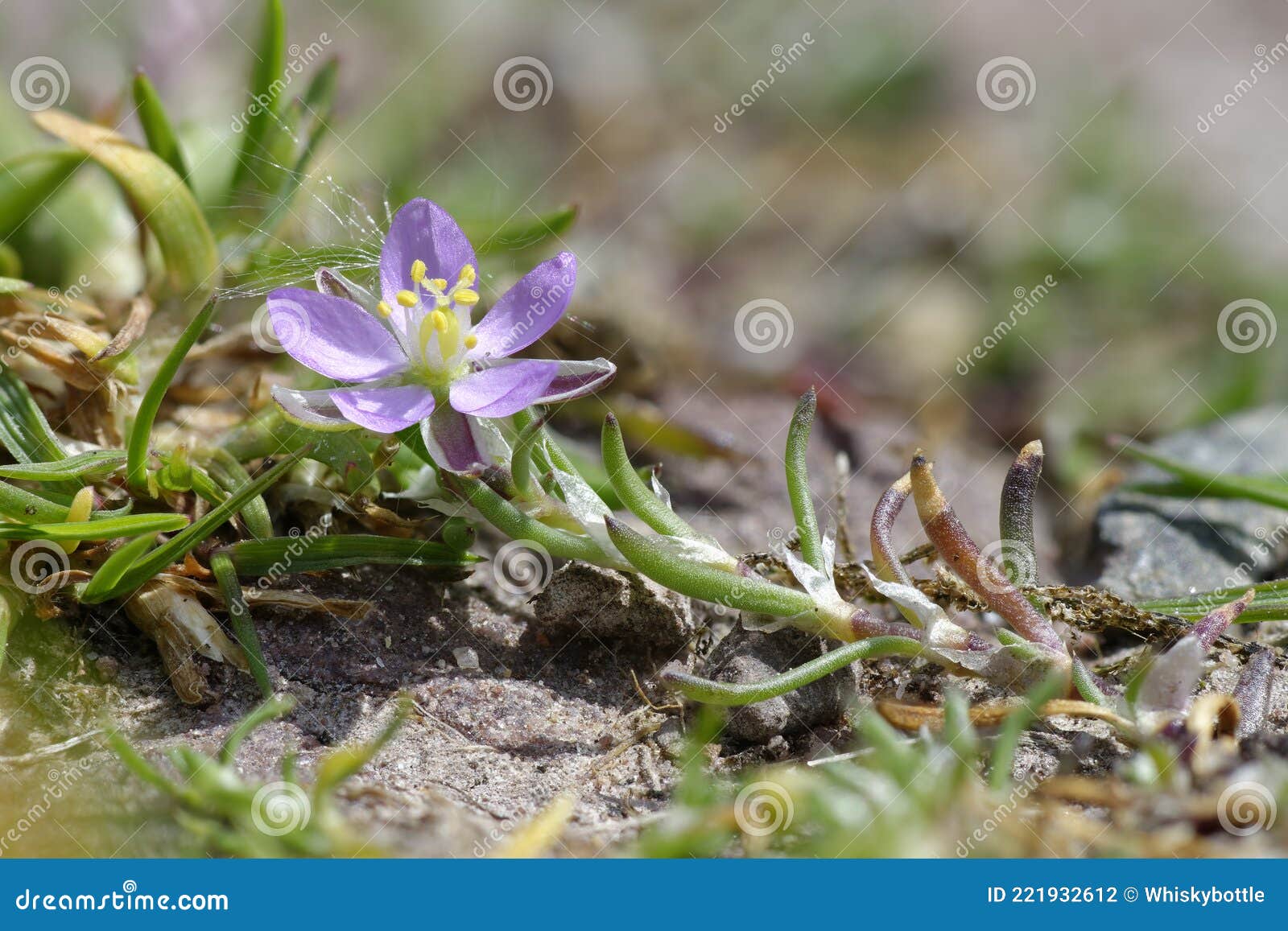Spergularia Rubra Stock Photos - Free & Royalty-Free Stock Photos