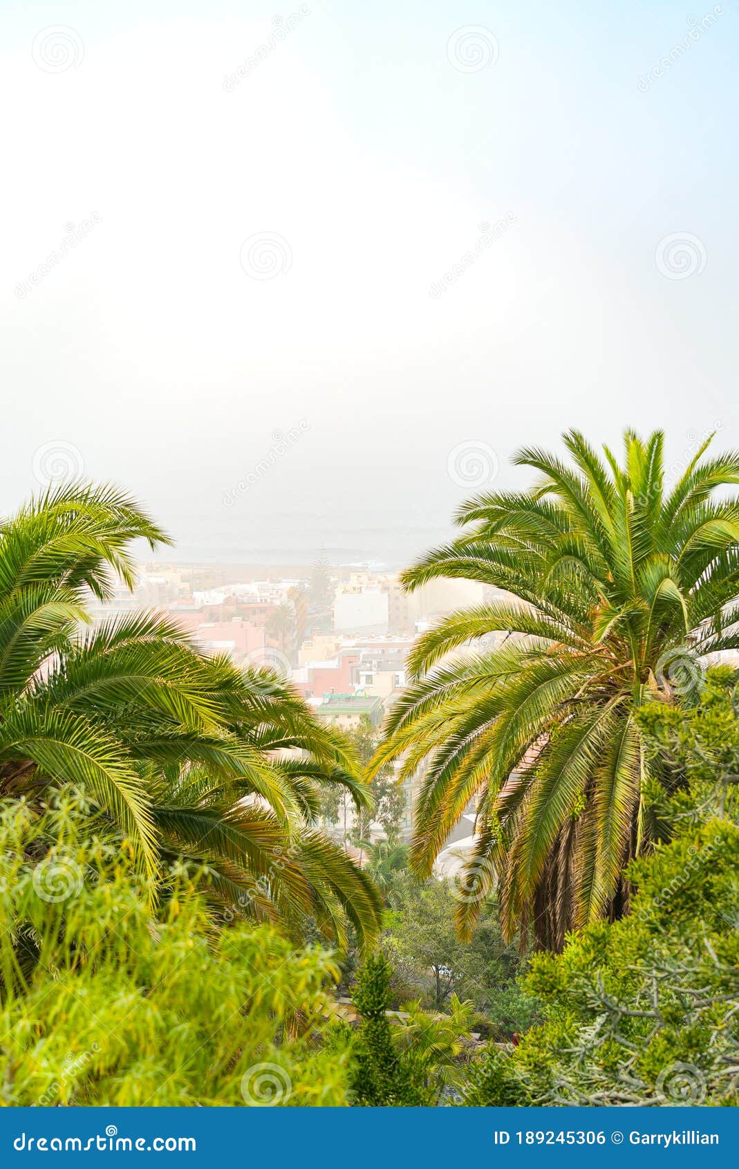 sand storm against palm trees and cactus. mist with sand and dust from africa. calima on canary islands. tenerife
