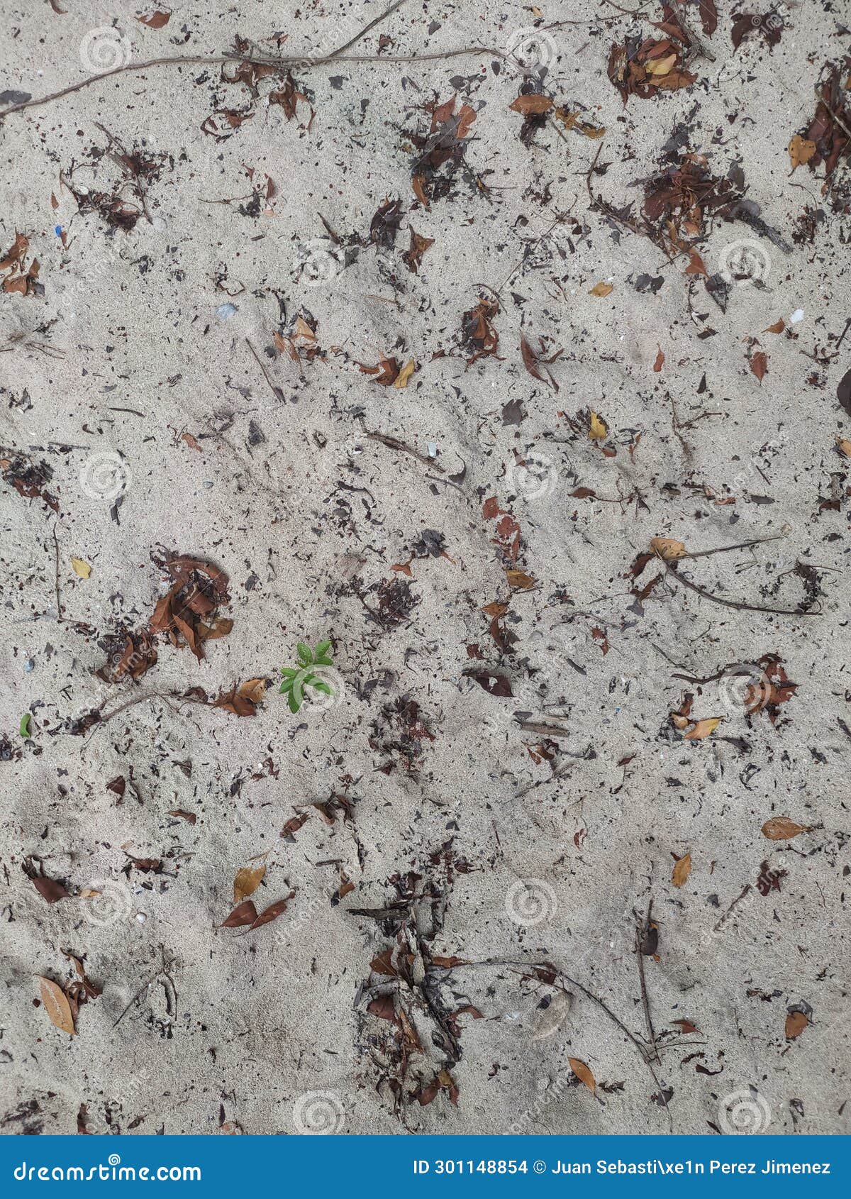 sand texture in the beach including some dry leaves, branches and a little tree growing in the sand
