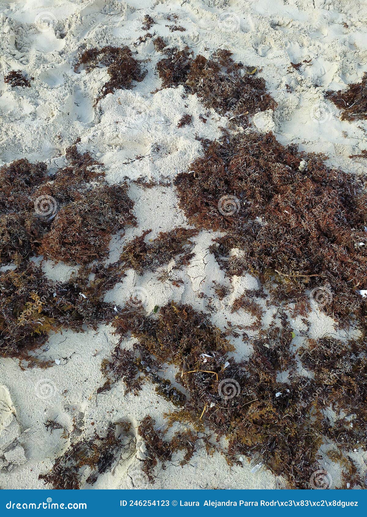 sand texture with seaweed. textura de arena con algas marinas.