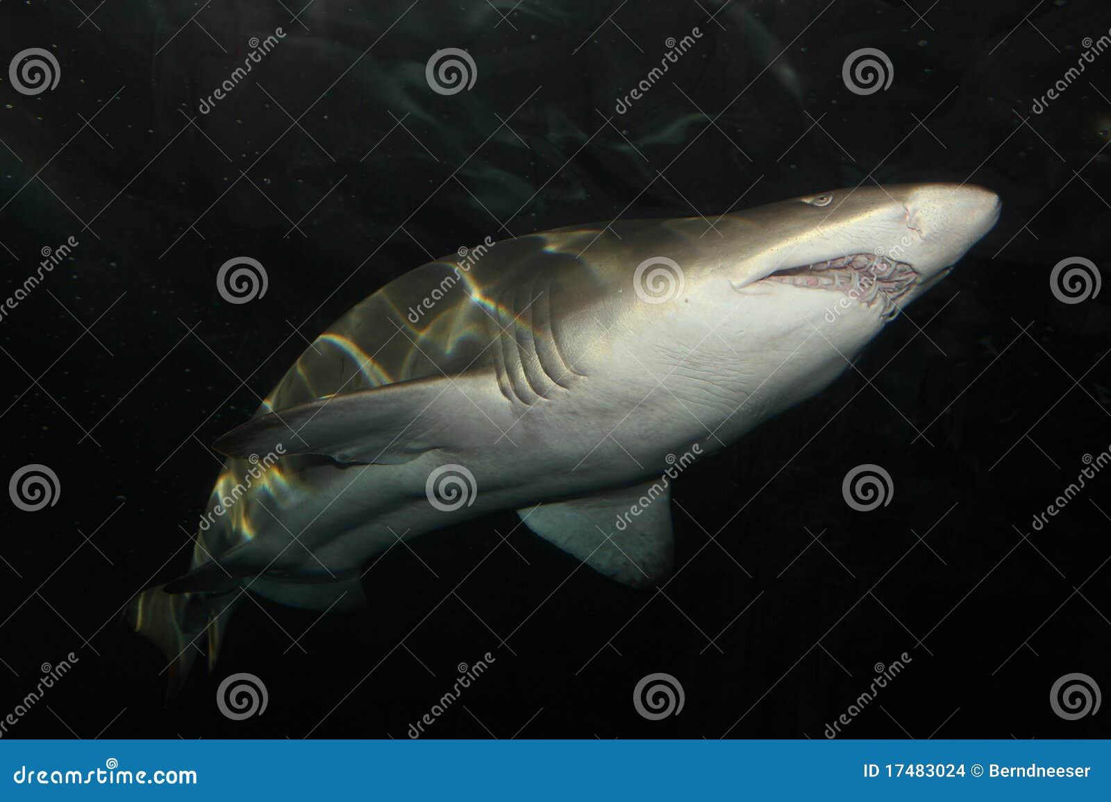 Sand tiger shark stock photo. Image of marine, attack 17483024