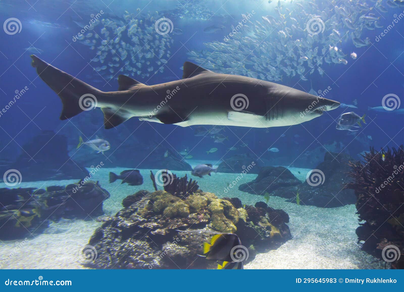 Sand Tiger Shark Underwater Stock Image - Image of tiger, blue: 295645983