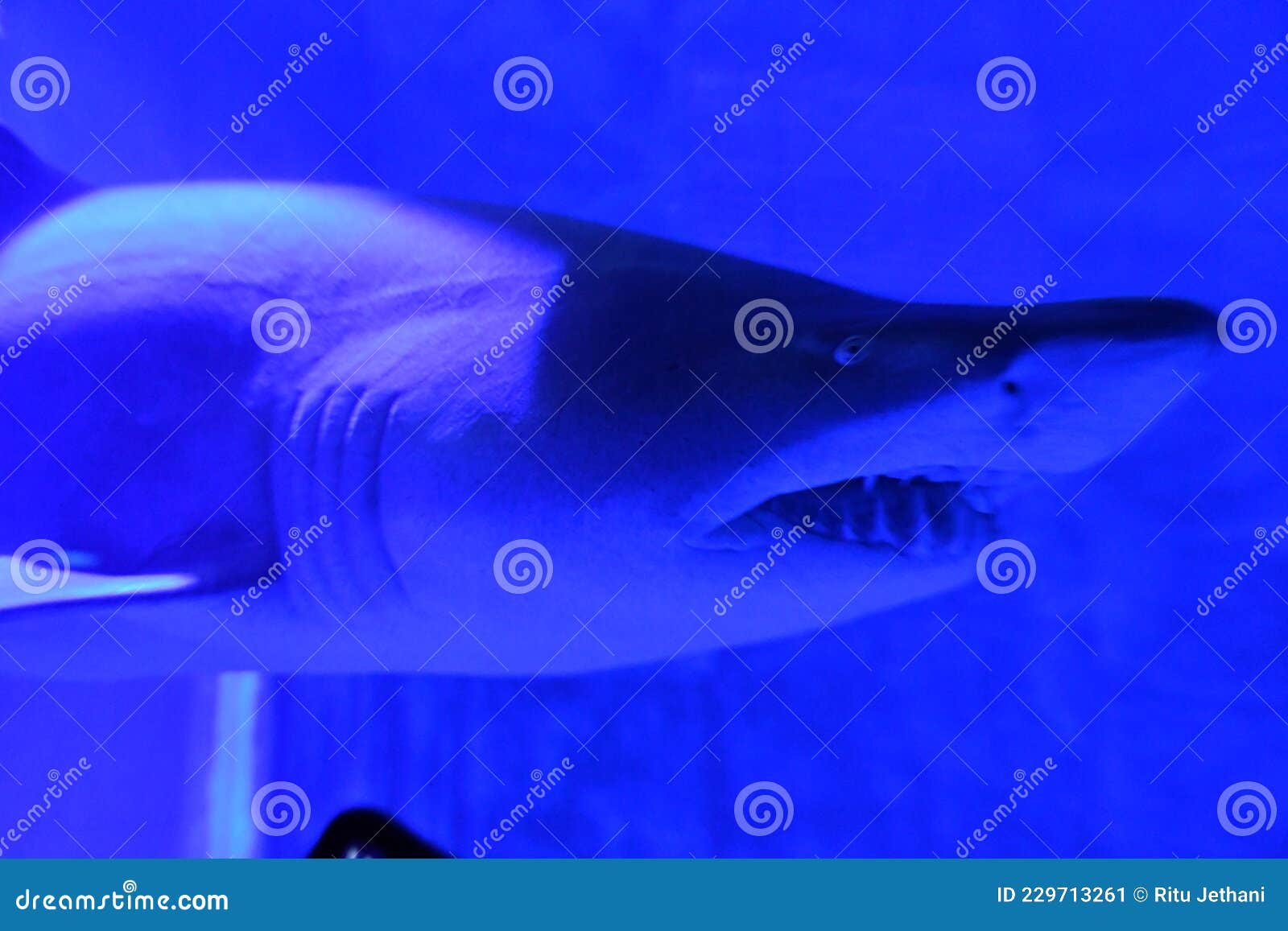 Sand Tiger Shark in Water stock image. Image of tiger - 229713261