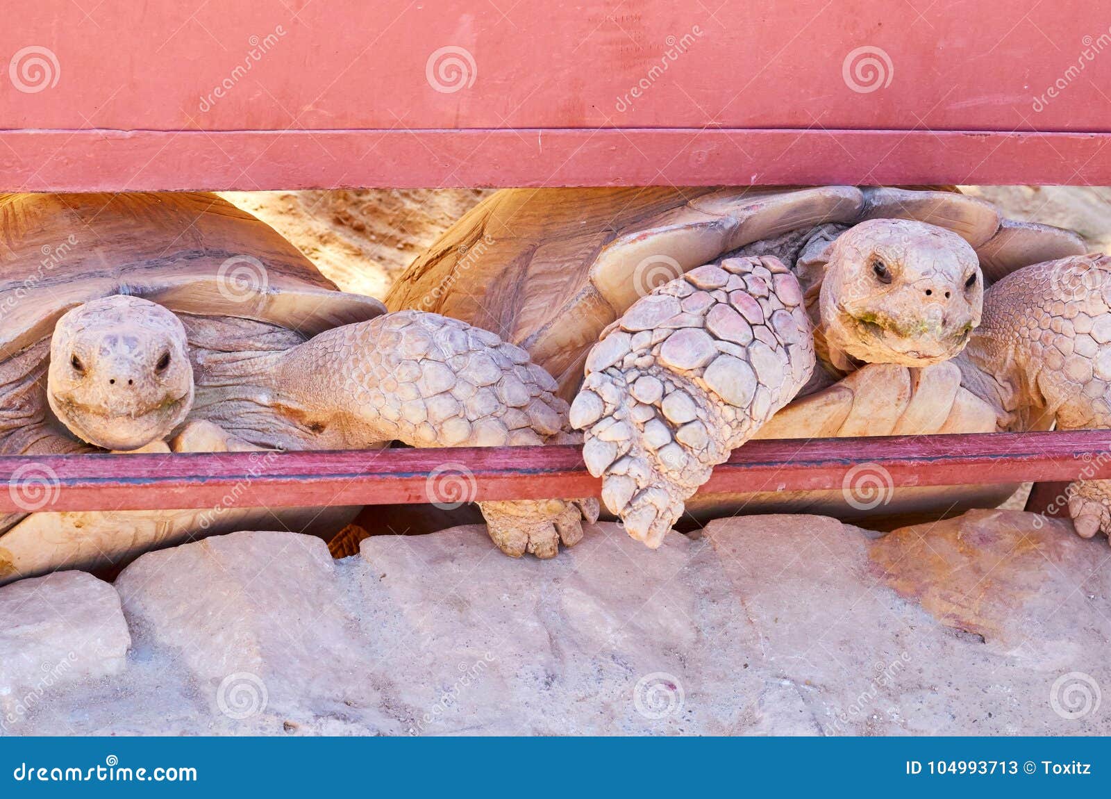 Sand Turtle in the Zoo Waiting for Food Stock Image Image of reptile