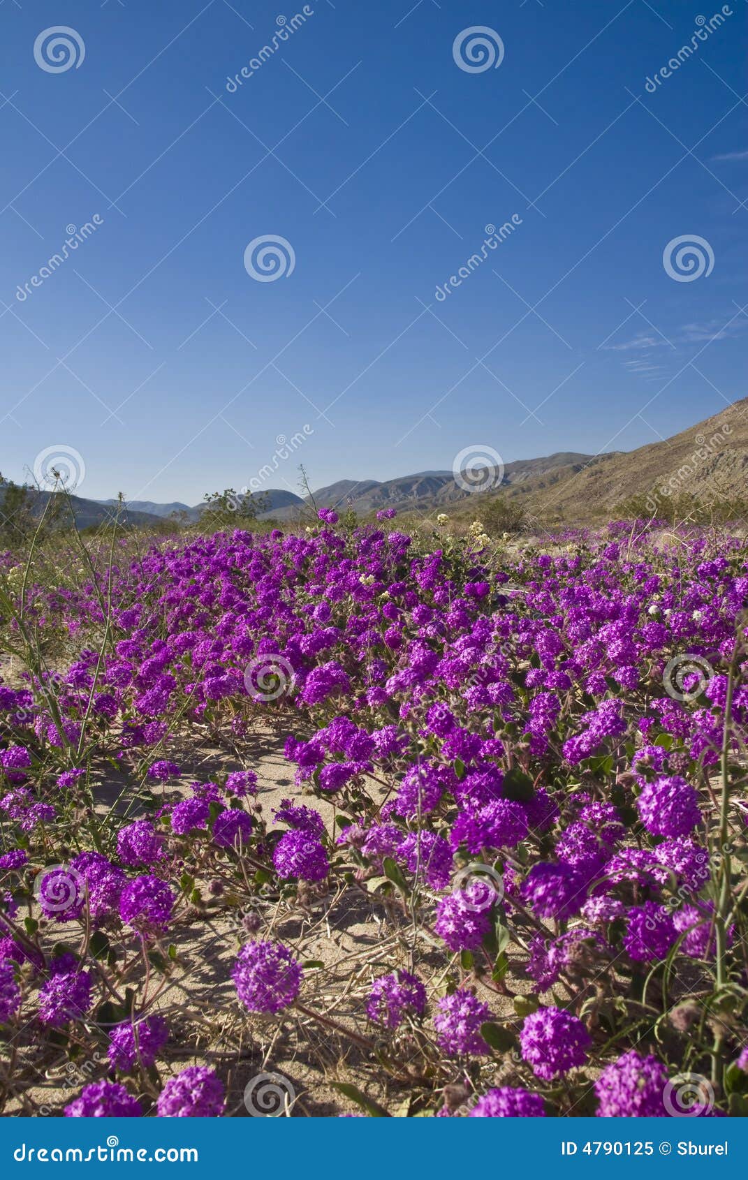 Sand Verbena. Wild flowers stock image. Image of anza 4790125