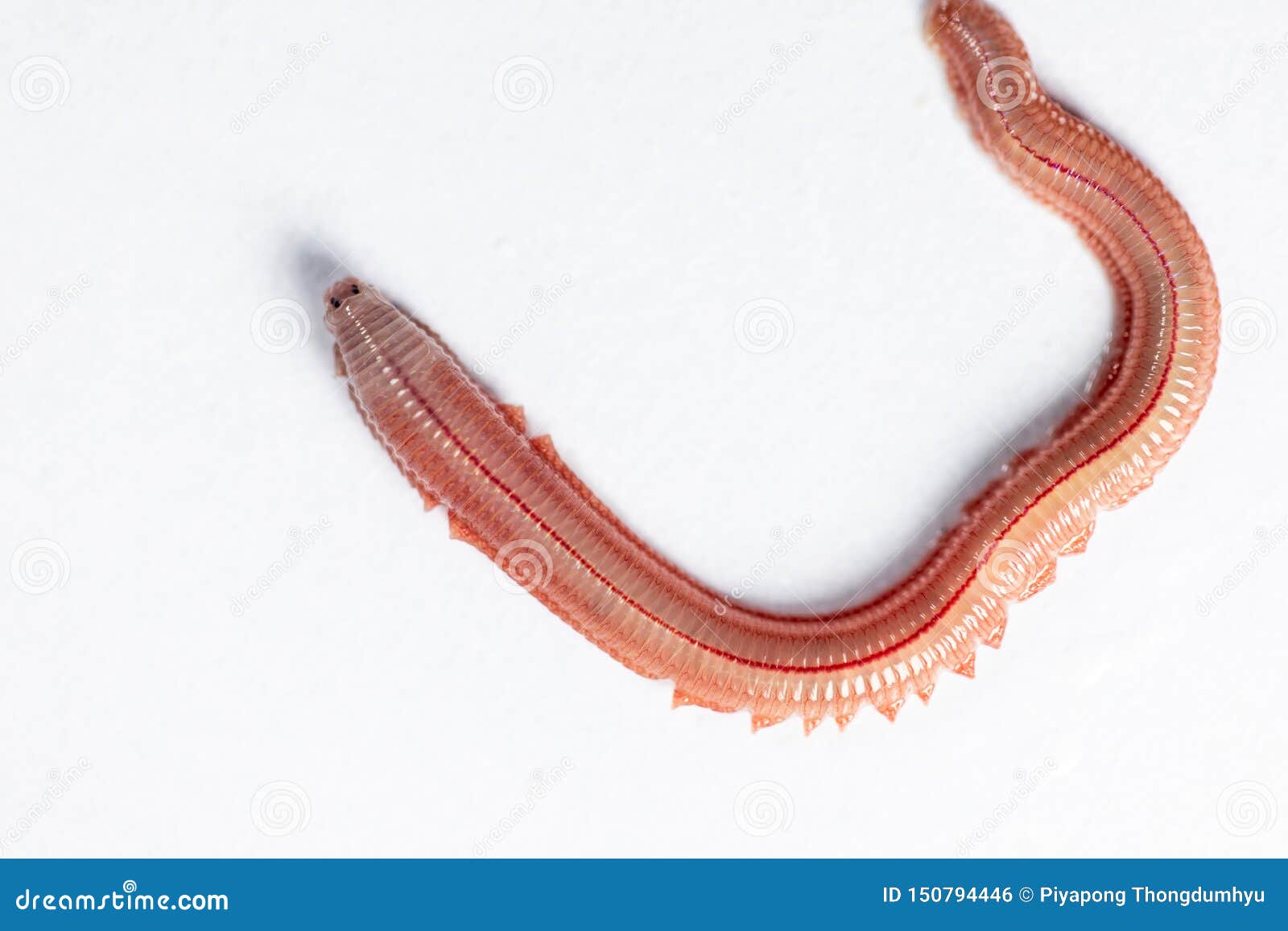 1,619 Sand Worm Stock Photos - Free & Royalty-Free Stock Photos from  Dreamstime