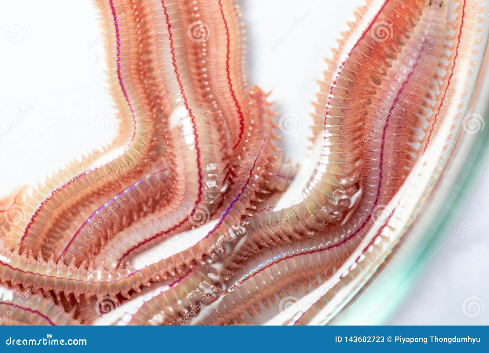 Sand Worm Perinereis Sp. is the Same Species As Sea Worms