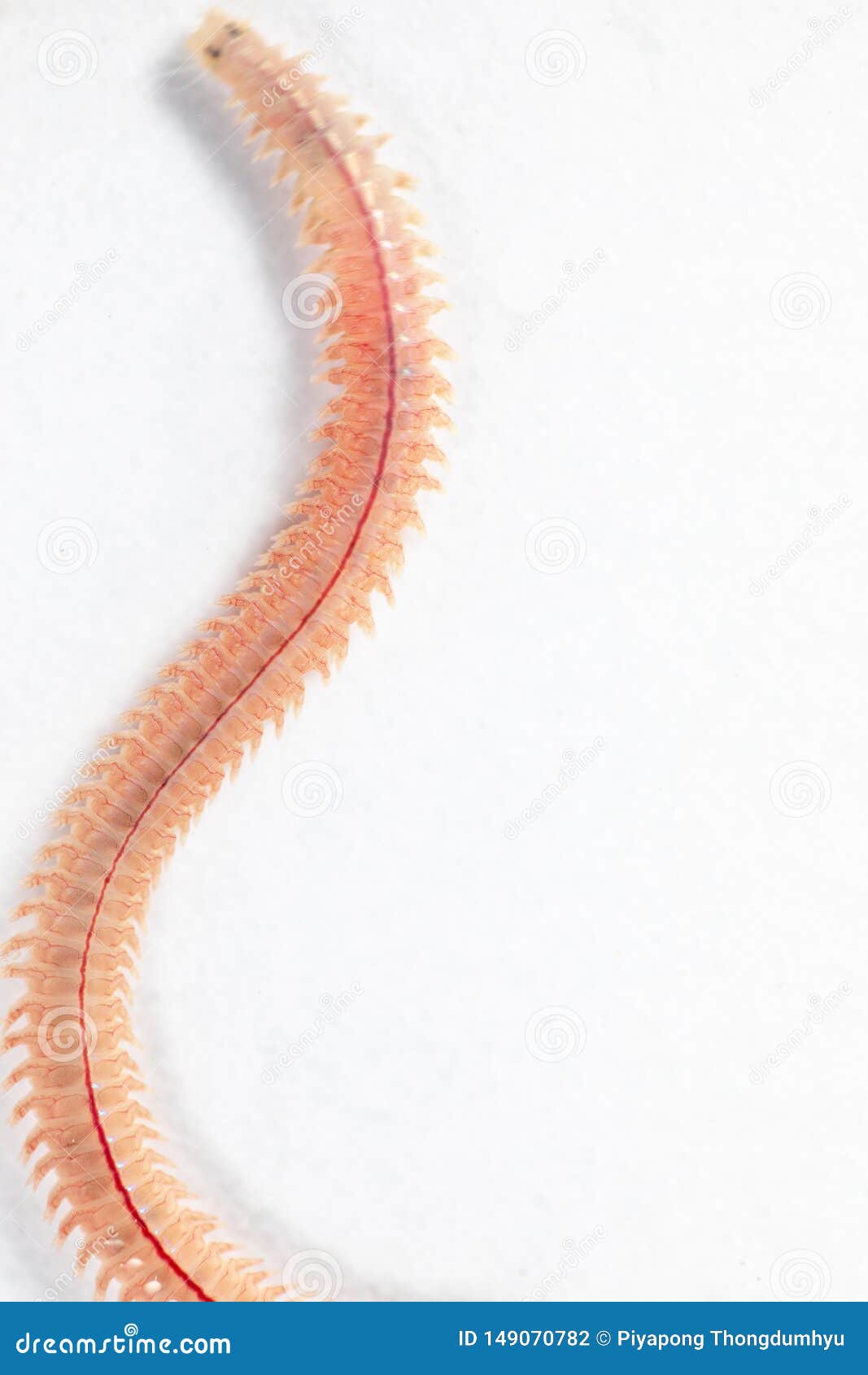 Sand Worm (Perinereis sp.) is the same species as sea worms