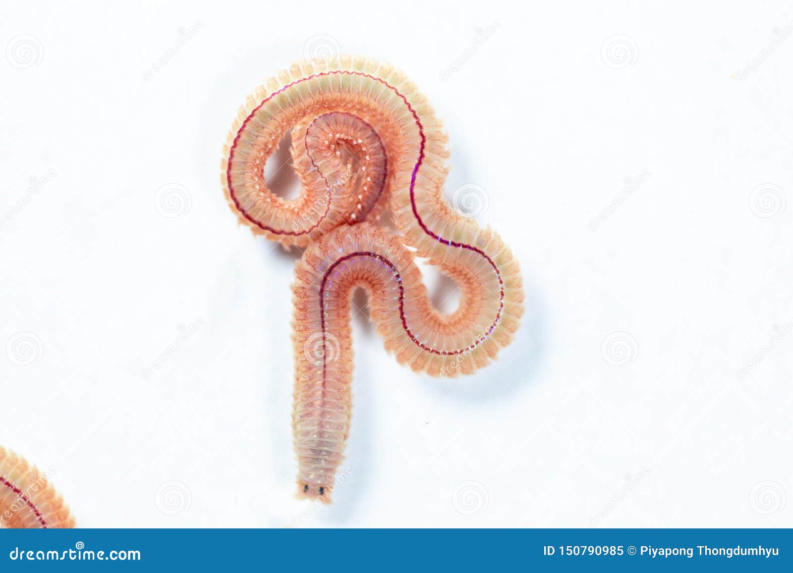 Sand Worm Perinereis Sp. is the Same Species As Sea Worms Polychaete, Living  in a Beach. Stock Image - Image of annelids, caulerpa: 150790985