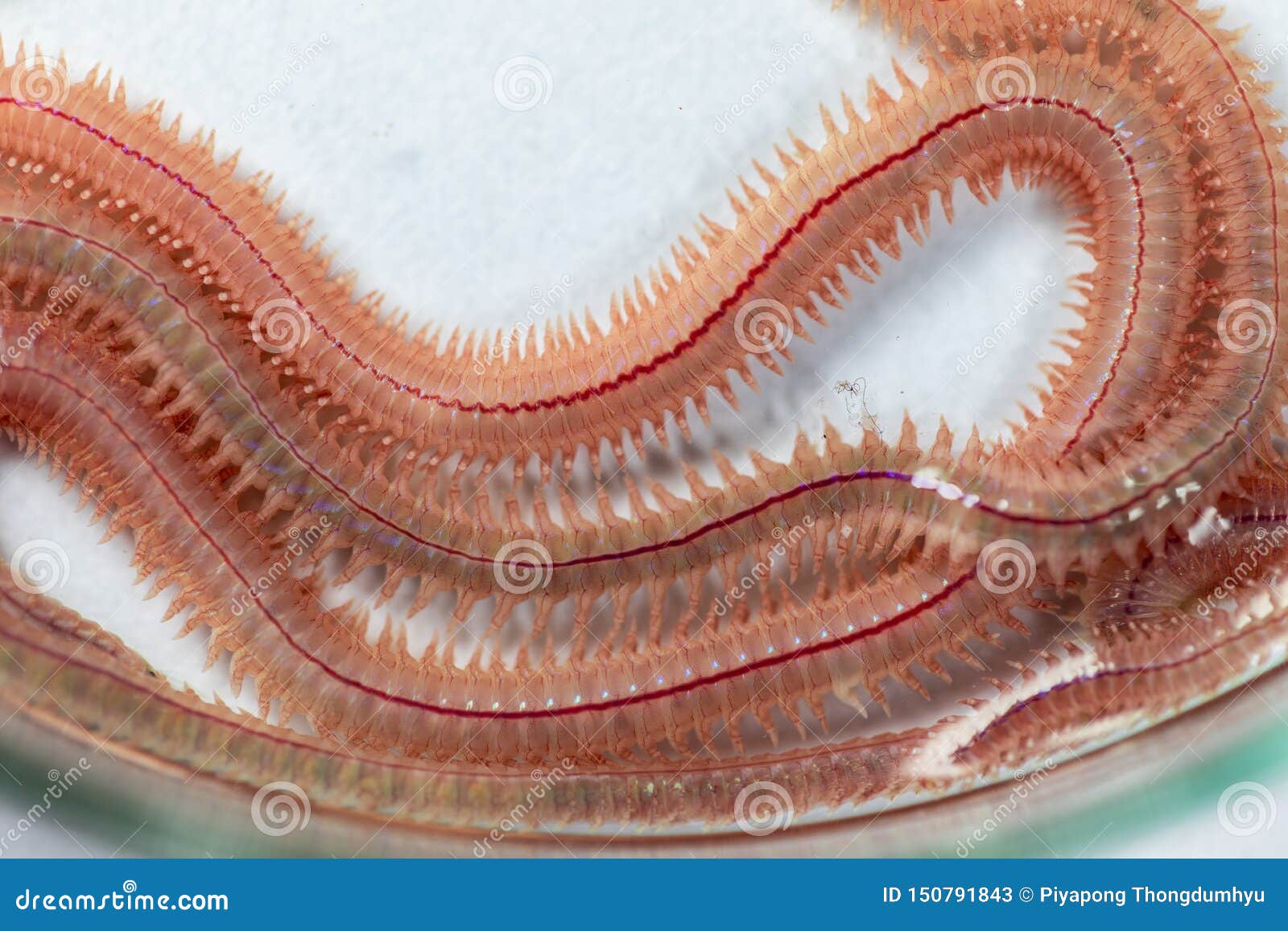 https://thumbs.dreamstime.com/z/sand-worm-perinereis-sp-same-species-as-sea-worms-polychaete-living-beach-area-relatively-shallow-water-levels-150791843.jpg