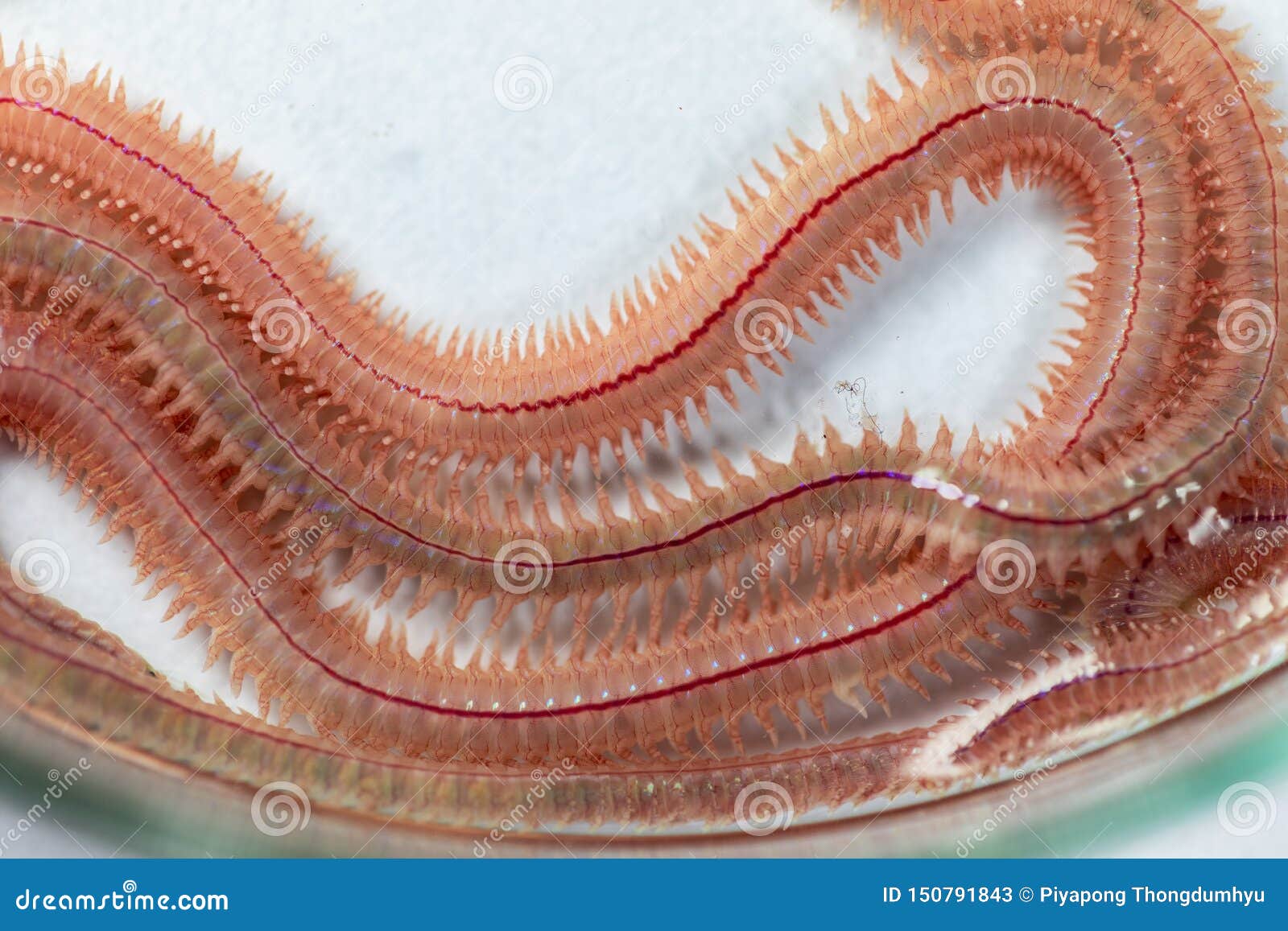 Sand Worm Perinereis Sp. is the Same Species As Sea Worms