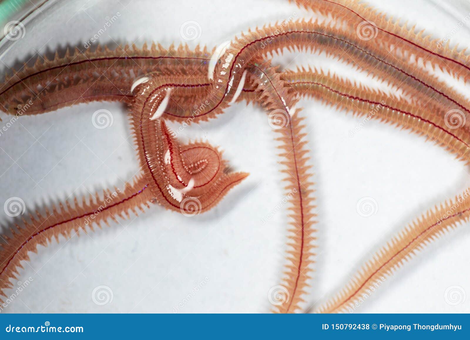 Sand Worm Perinereis Sp. is the Same Species As Sea Worms Polychaete,  Living in a Beach. Stock Photo - Image of area, annelid: 150792438