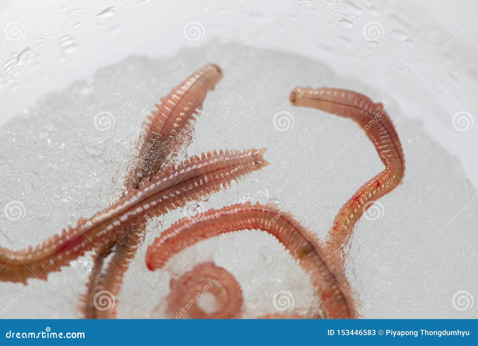 Sand Worm Perinereis Sp. is the Same Species As Sea Worms Polychaete. Stock  Image - Image of biology, blood: 153446583