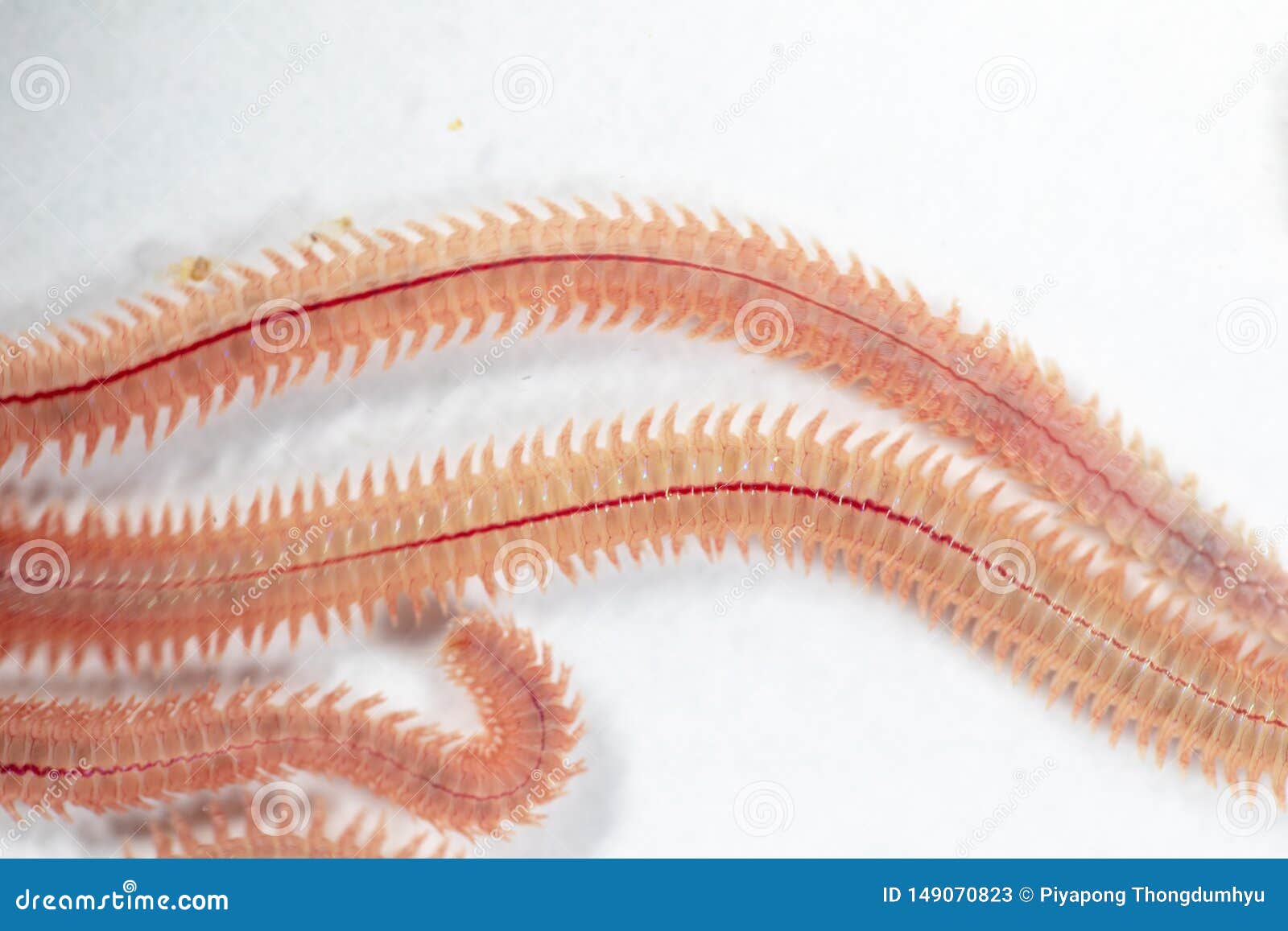Sand Worm Perinereis Sp. is the Same Species As Sea Worms Polychaete,  Living in a Beach Area with Relatively Shallow Water. Stock Image - Image  of enteromorpha, chaetae: 149070823