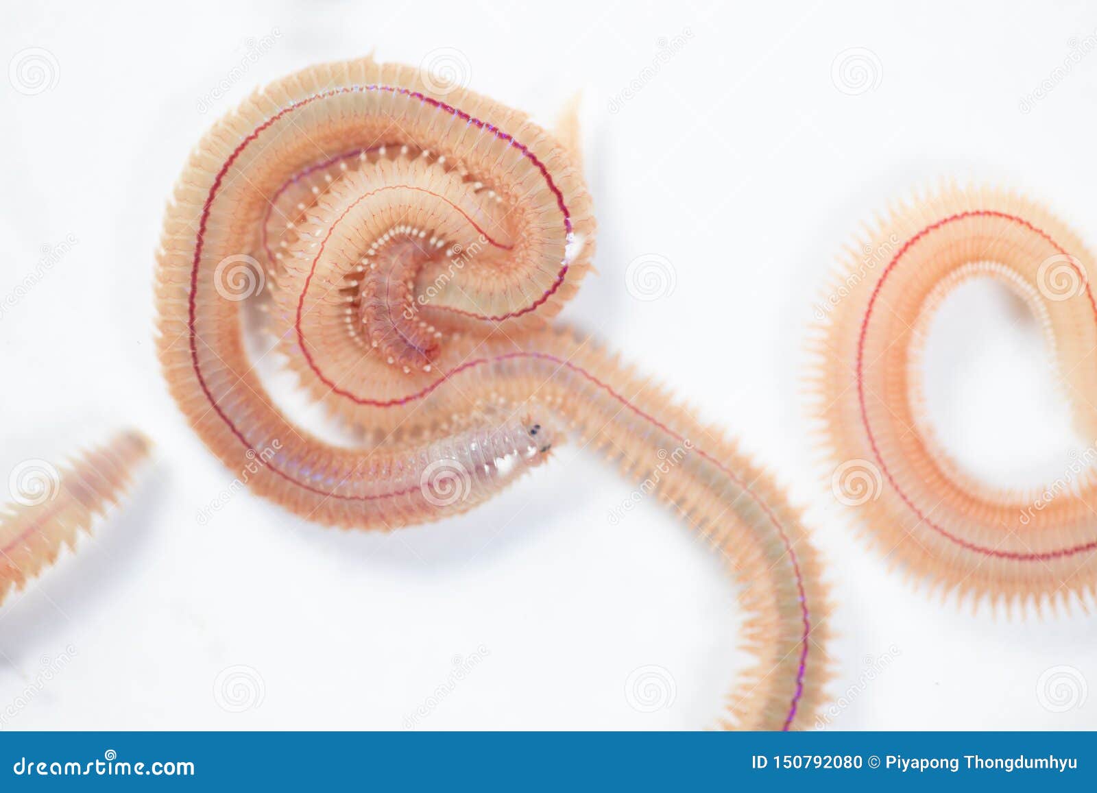 Sand Worm (Perinereis Sp.) Is The Same Species As Sea Worms, ocean