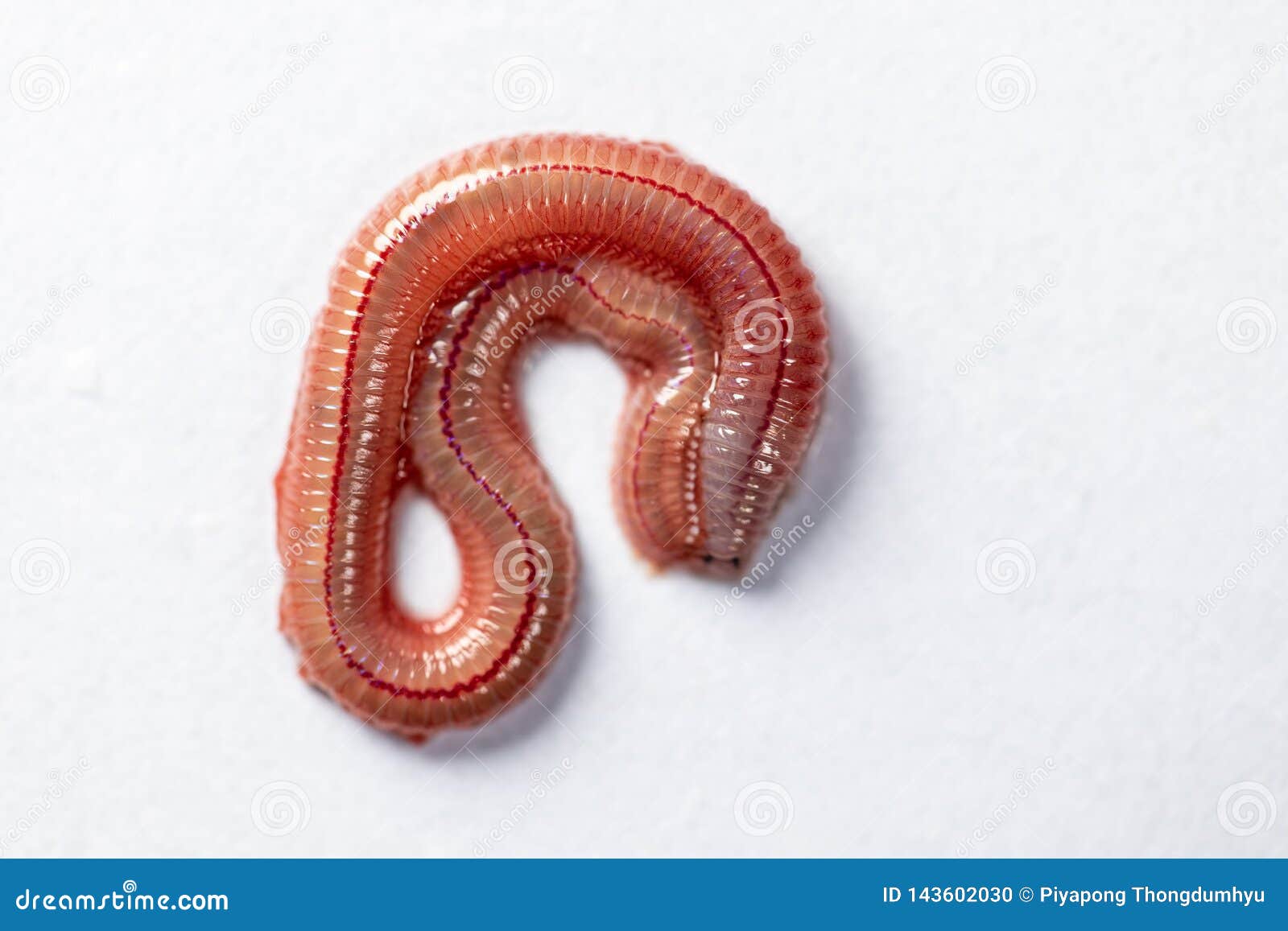 Sand Worm Perinereis Sp. is the Same Species As Sea Worms Polychaete Stock  Photo - Image of kara, maritime: 143602030