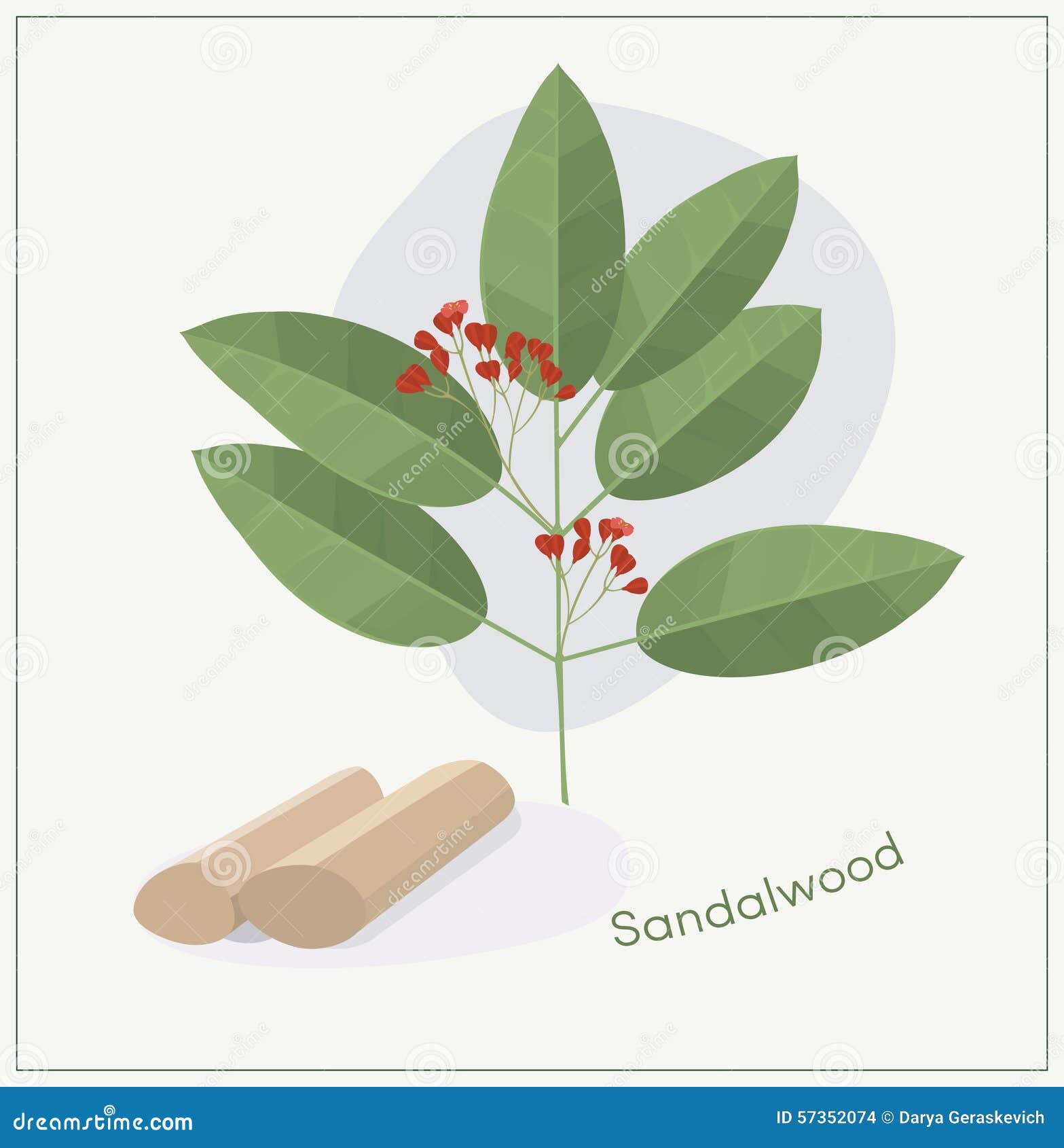 Indian Sandalwood Santalum album 20 Seeds USA Company – R&B Floridaseeds