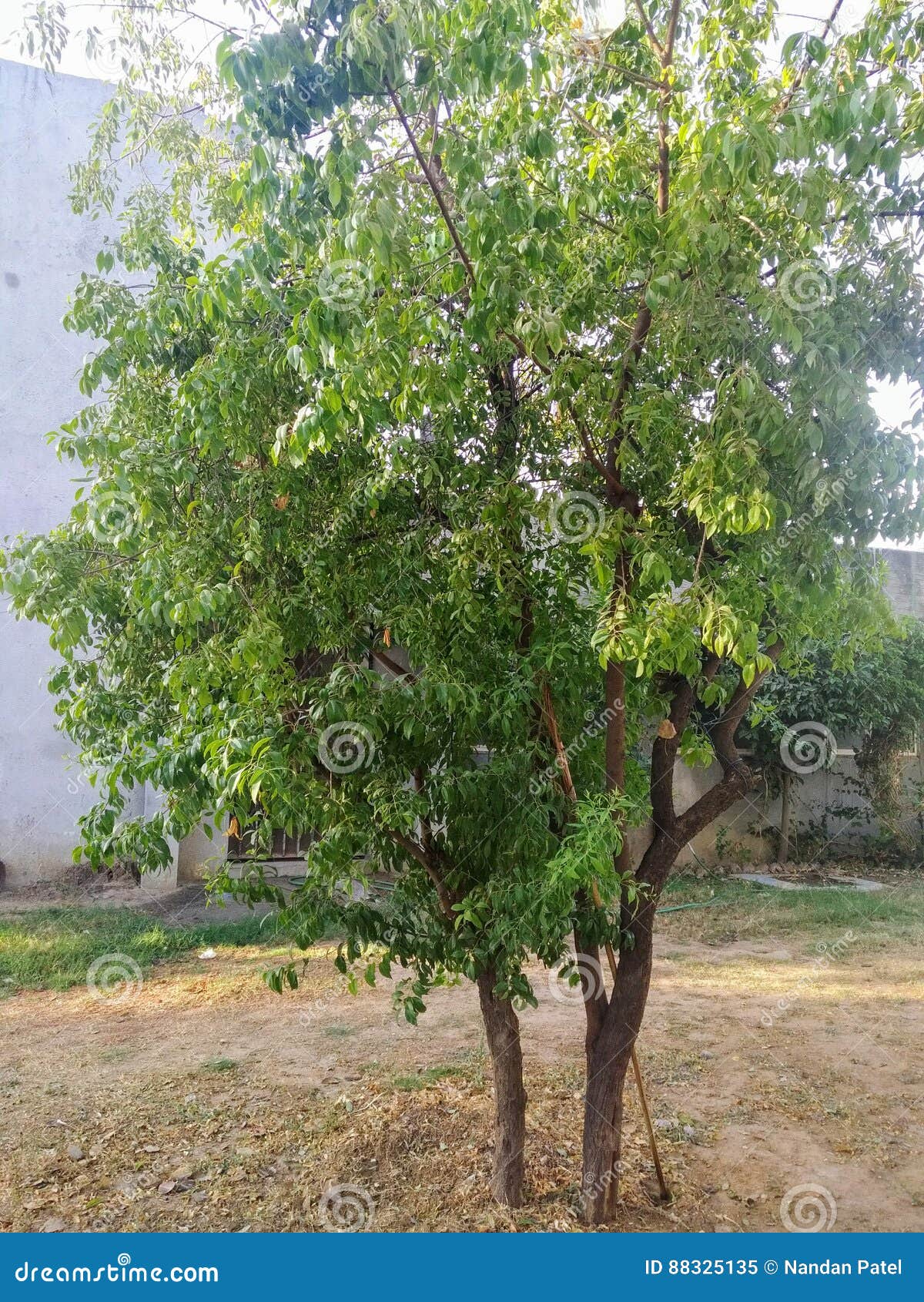 Red Sandalwood Tree Stock Photography 83269406